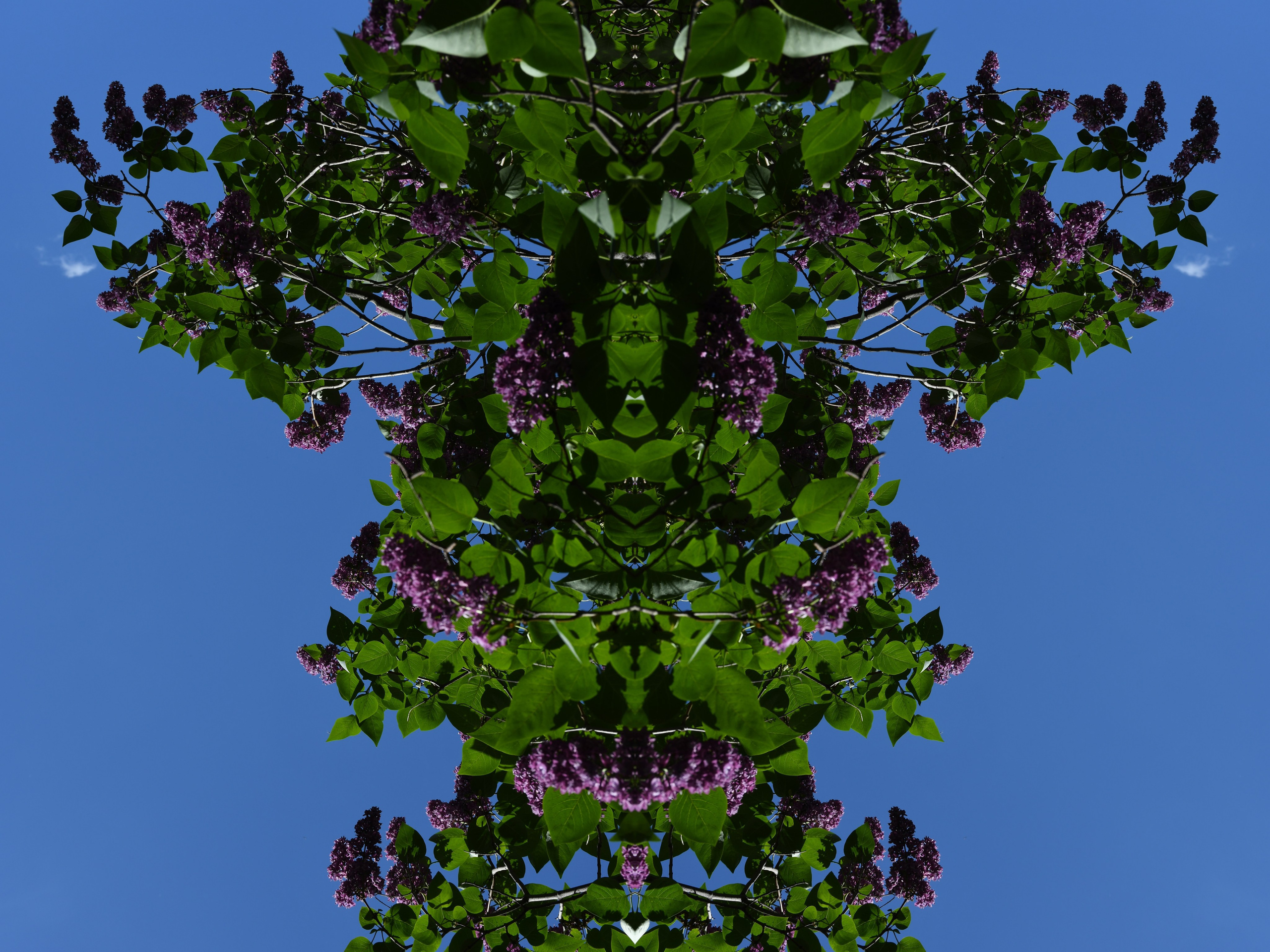 Urban flowers. Арт — фотограф Евгений Наймушин Новокузнецк