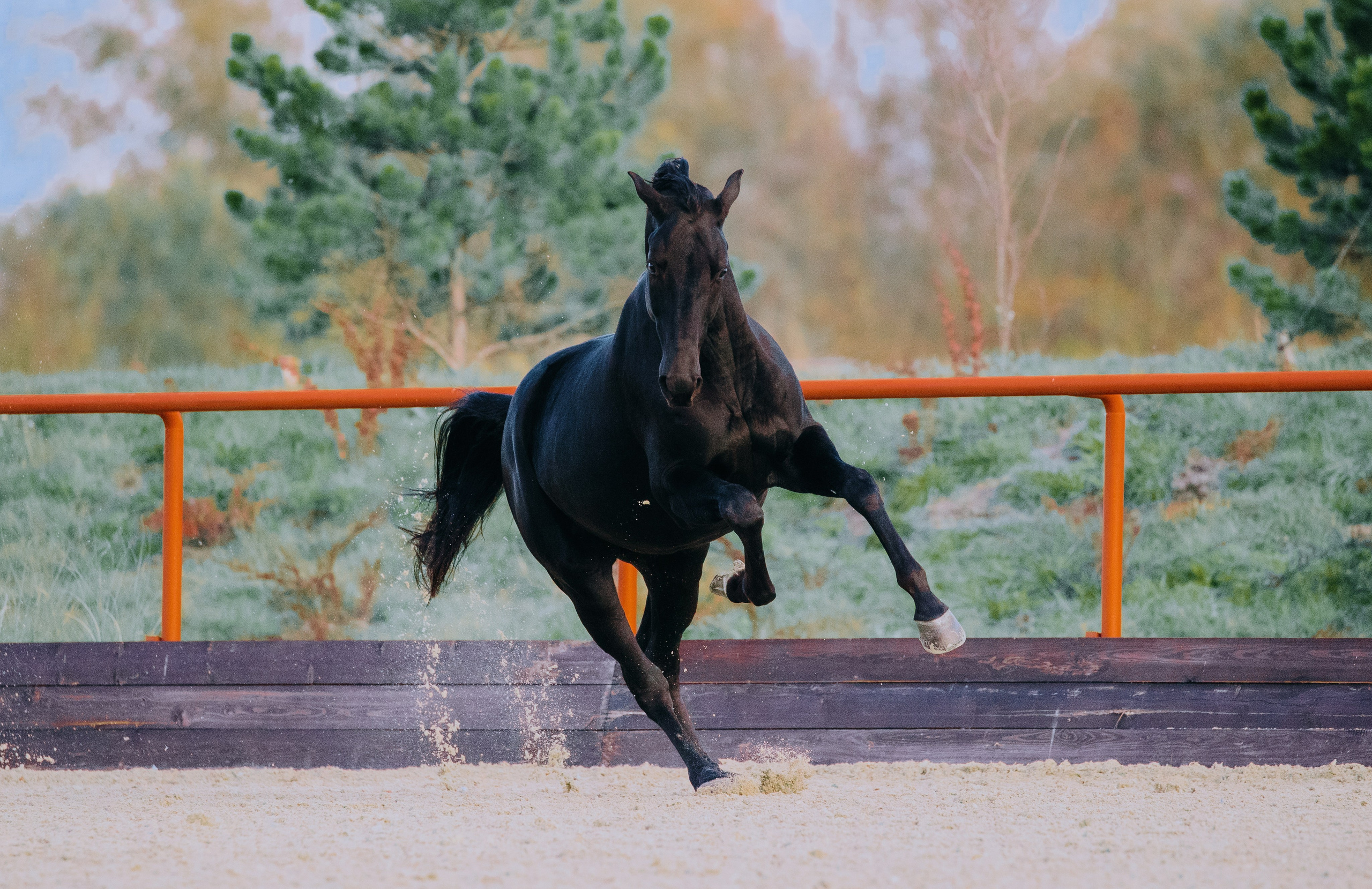 В движении. Фотограф-анималист Ксендзова Кристина