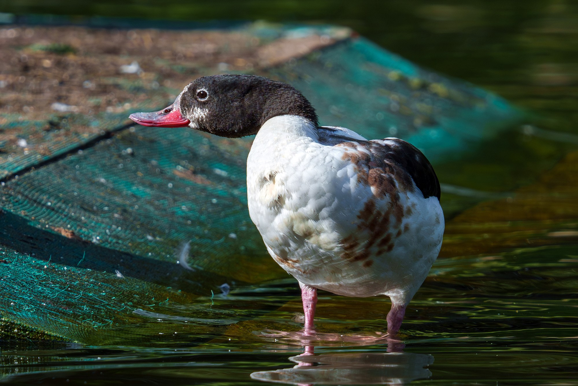 Удивительные мир птиц. Вокруг нас столько прекрасного — присмотритесь!. Ваш личный фотограф Марина Волкова