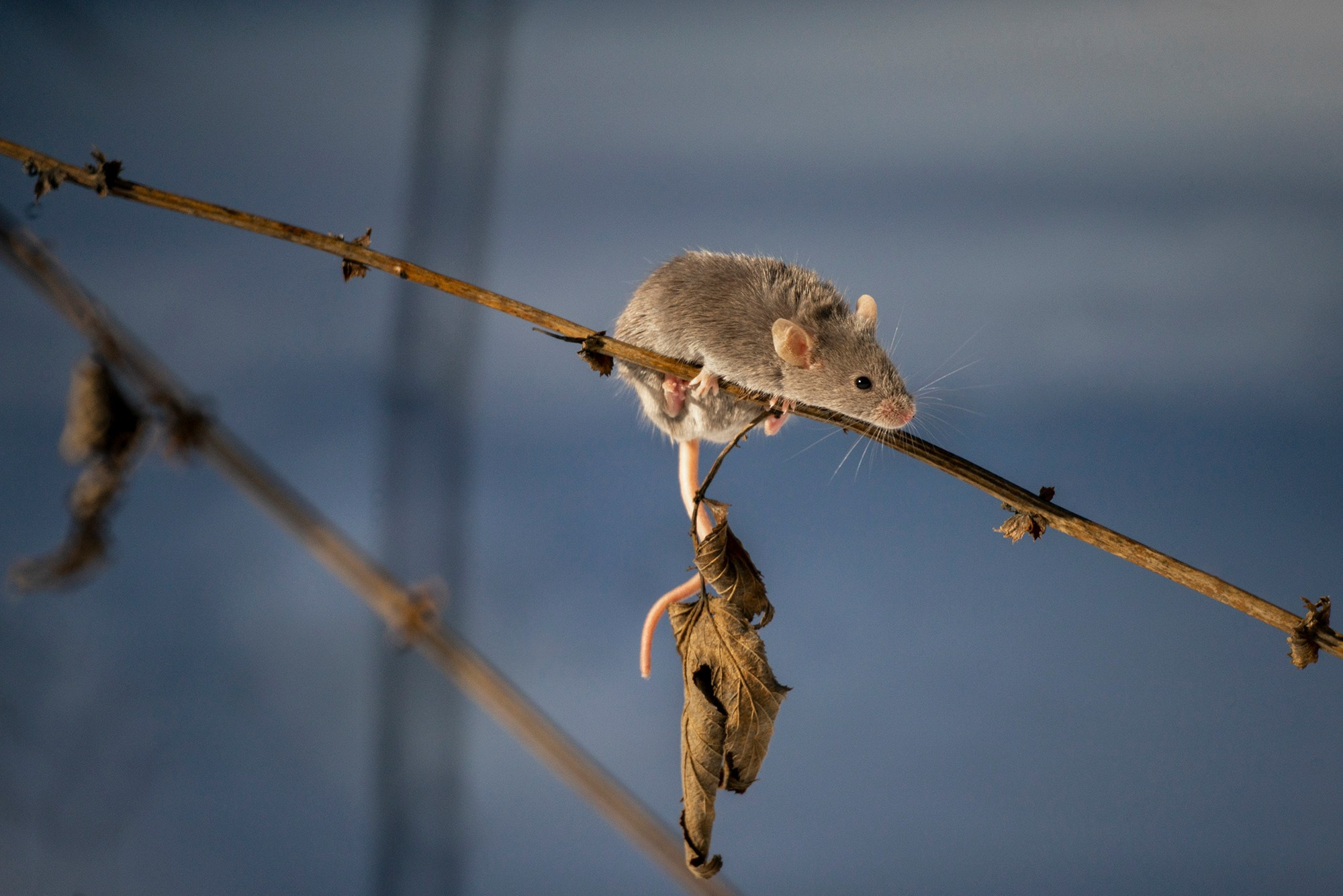 Животные. Ваш личный фотограф Марина Волкова