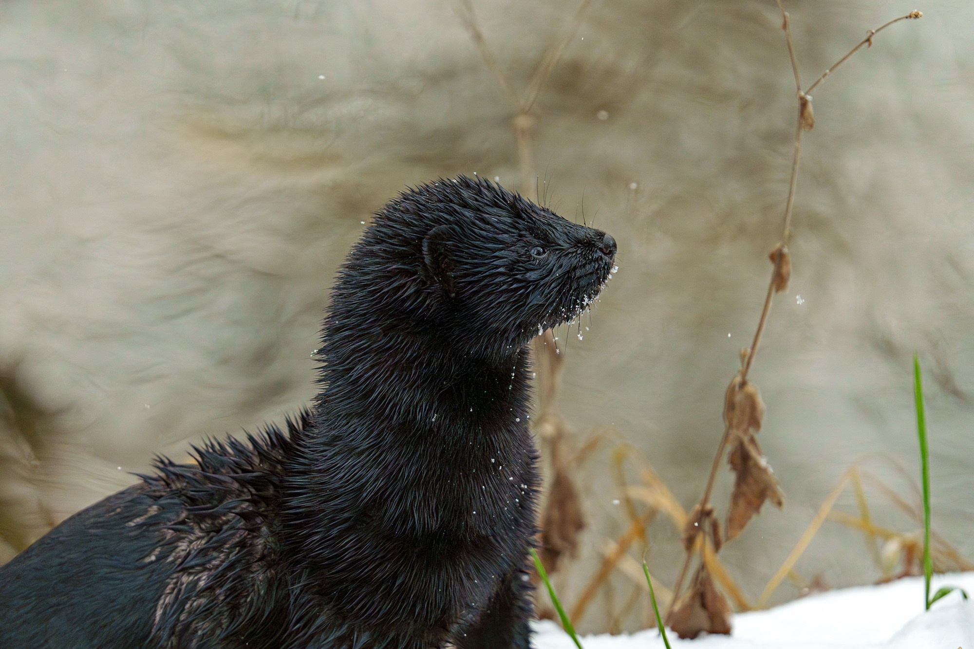 Животные. Ваш личный фотограф Марина Волкова