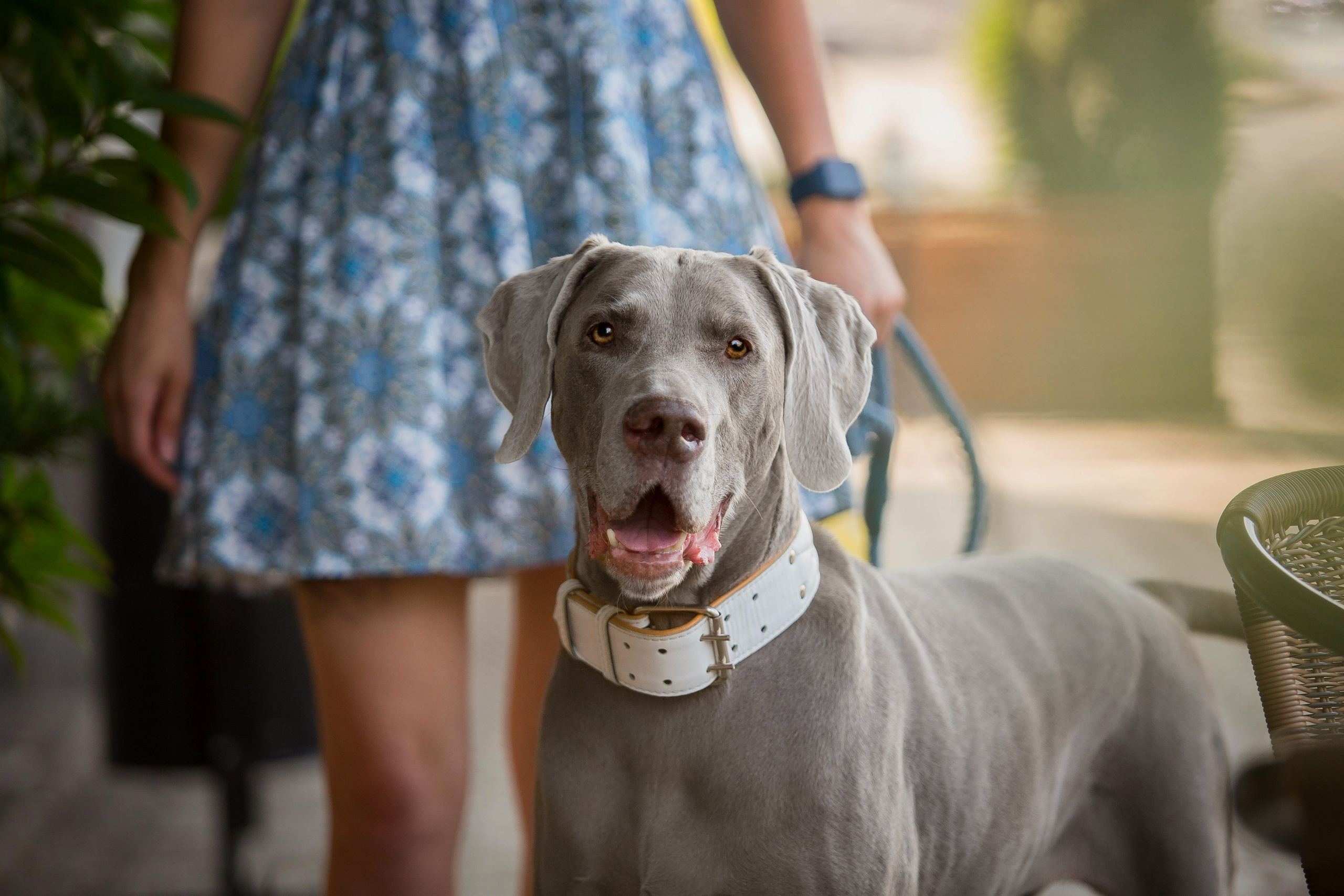 Евгения и Данте. Https://moshkovaphoto.ru/