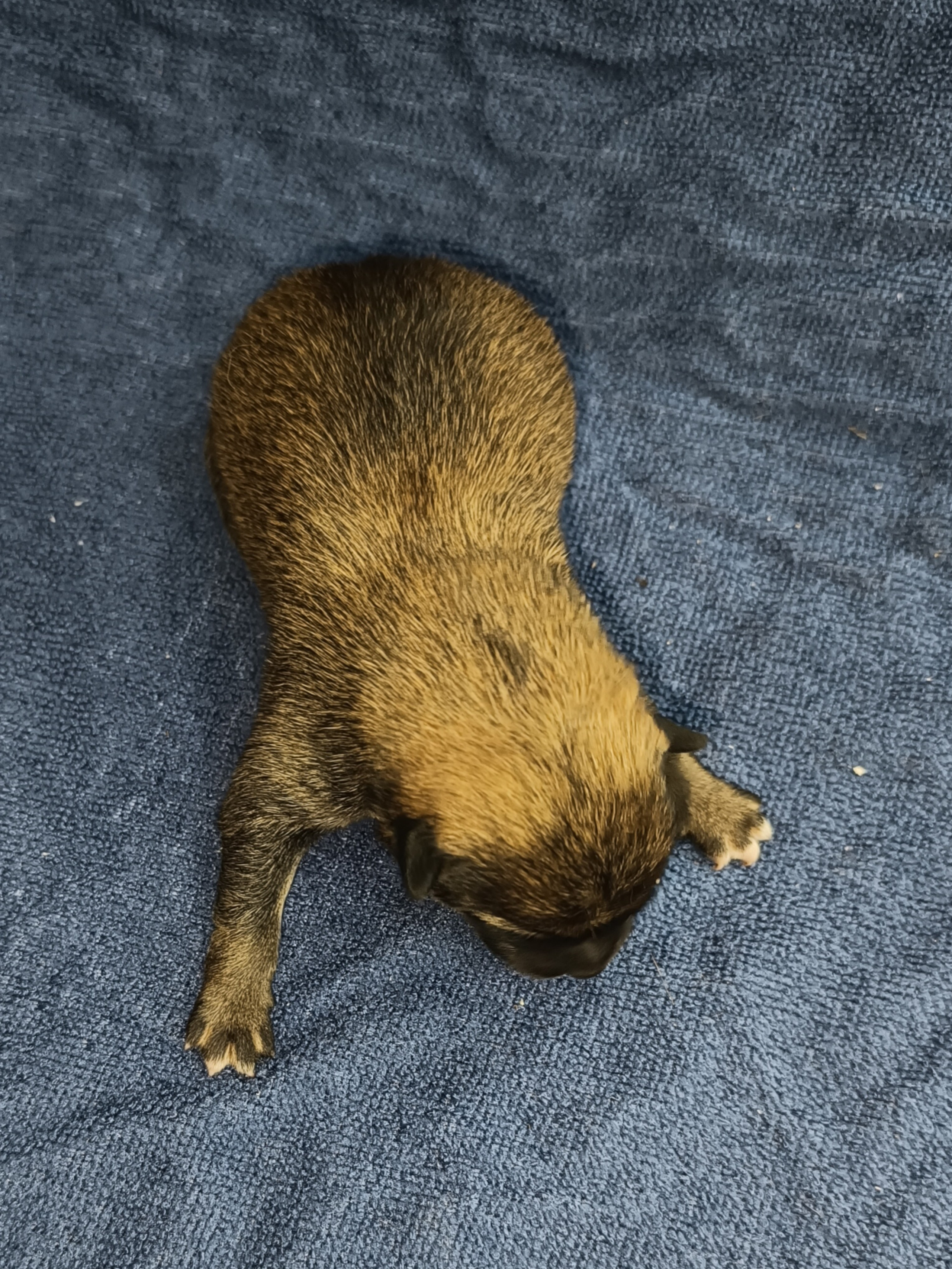 сиба питомник Рубилайт щенки на продажу rubylight  сиба щенки купить СПб Санкт-Петербург 