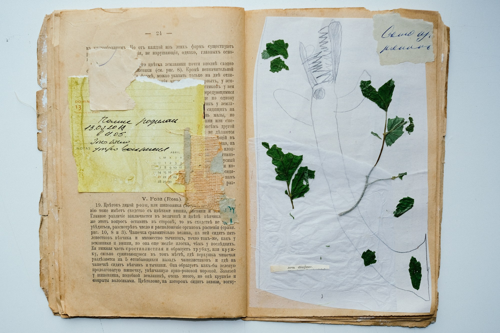 Familia Genus Exsiccata. Художница Юлия Павлова