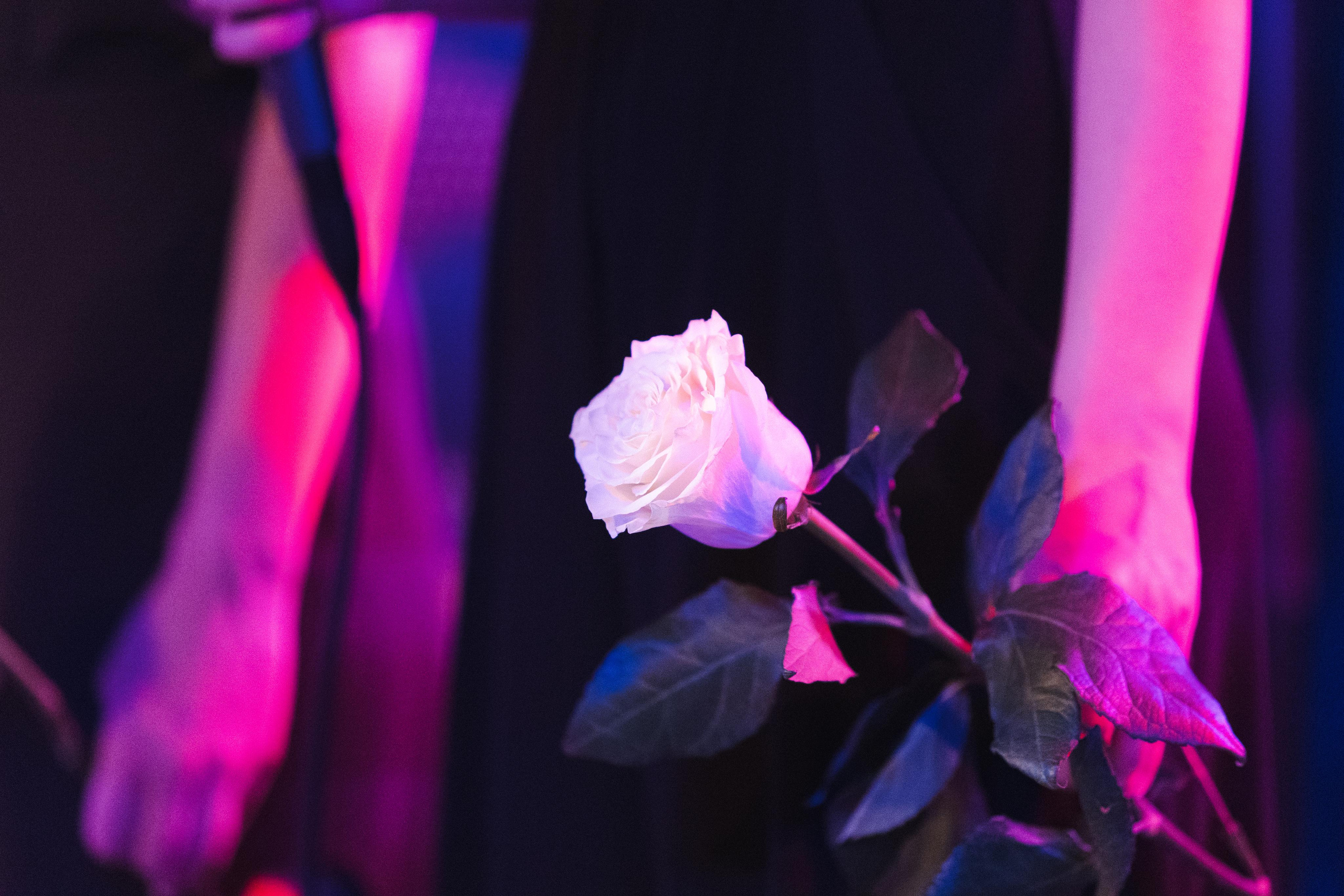 DIACAPELLA. Фотограф Сонкина Татьяна