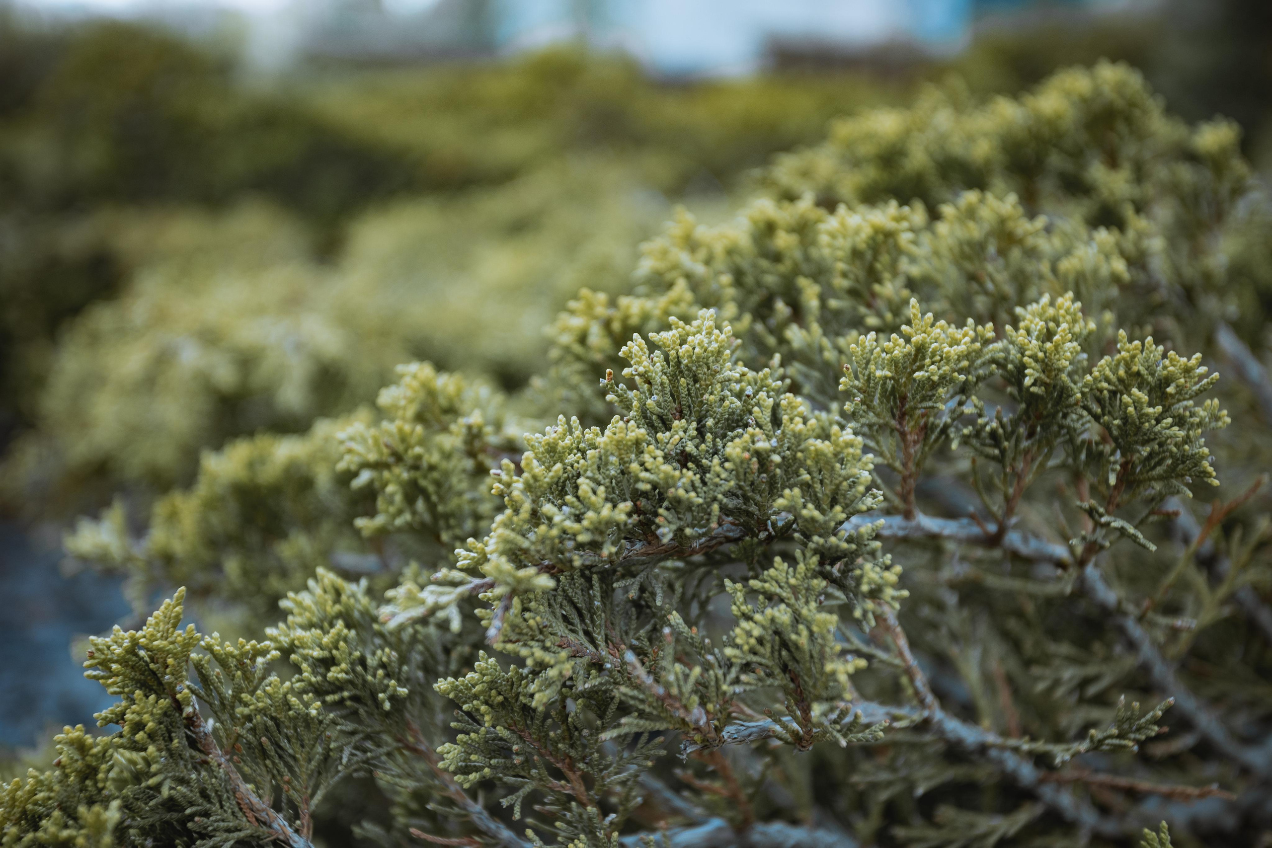Парк Тюфелева роща в Москве