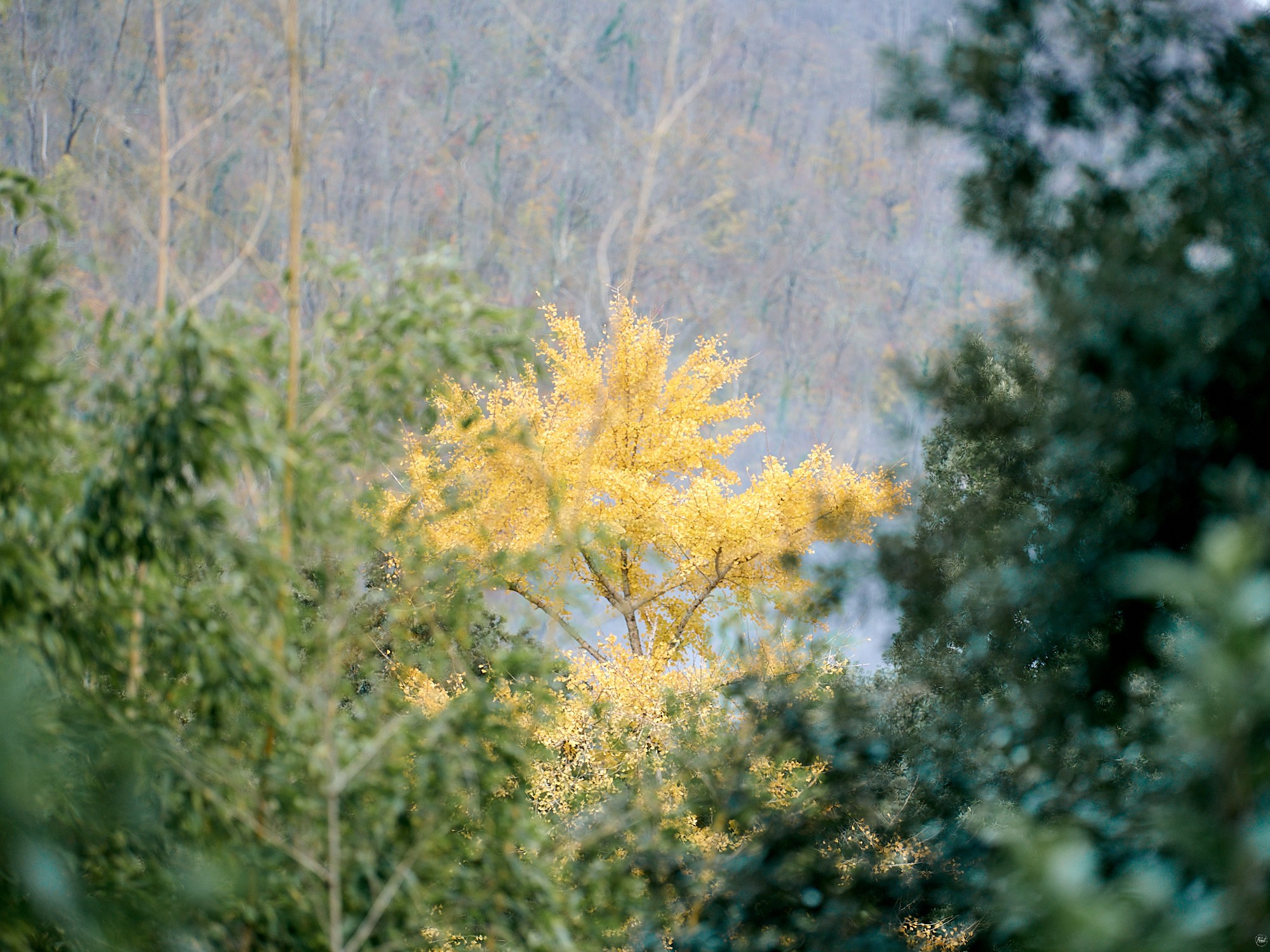 Гагра, Абхазия. Декабрь 2024. Фотографии отовсюду и обо всем