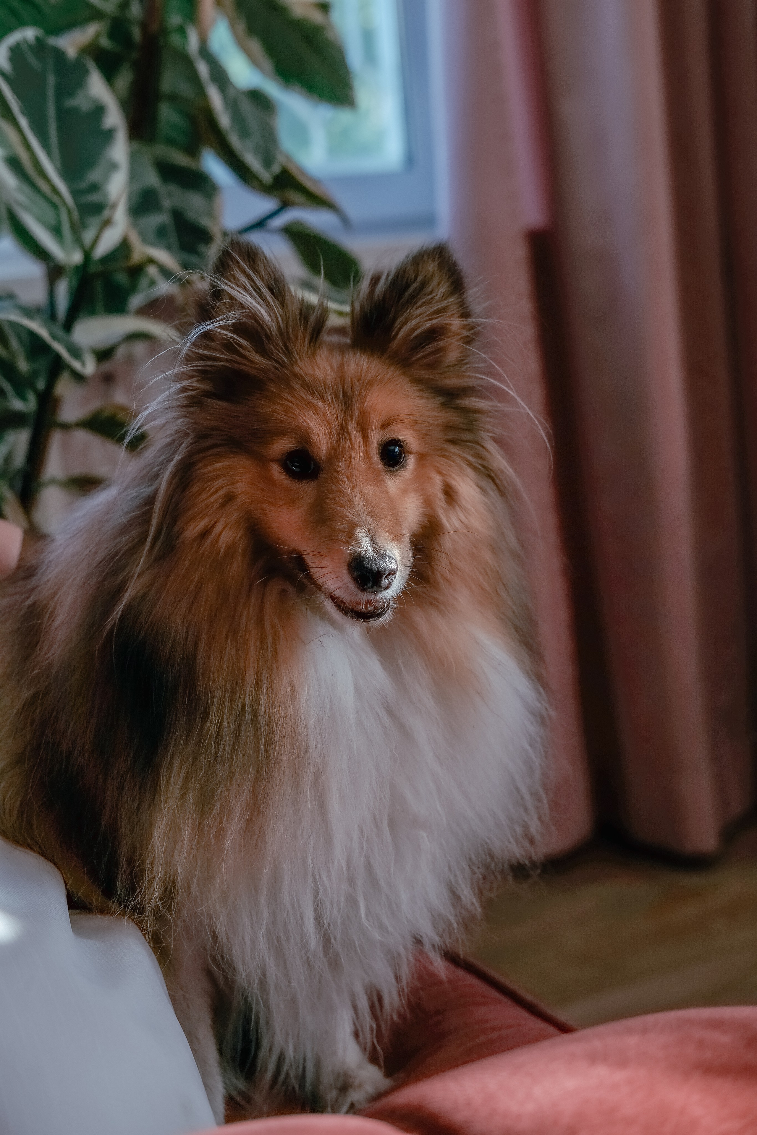 Золотая свадьба. Свадебный, семейный фотограф