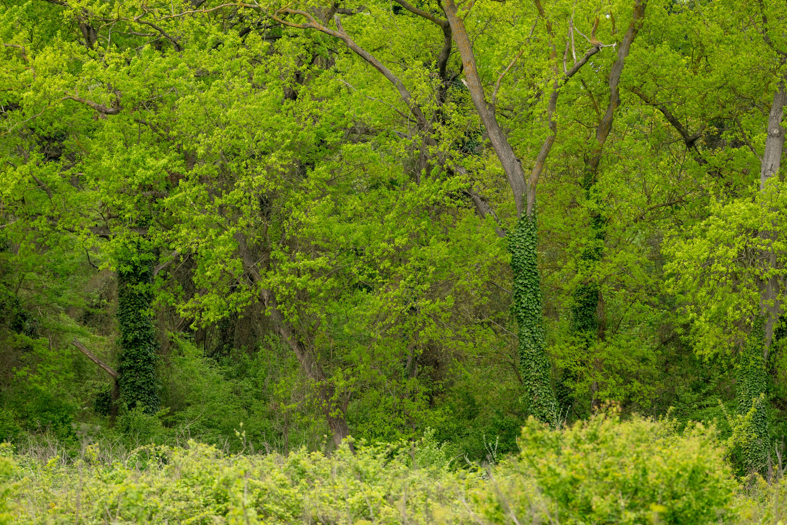 Дикая природа Дагестана. Май 2025 г. Foto-Zuev фотография как искусство