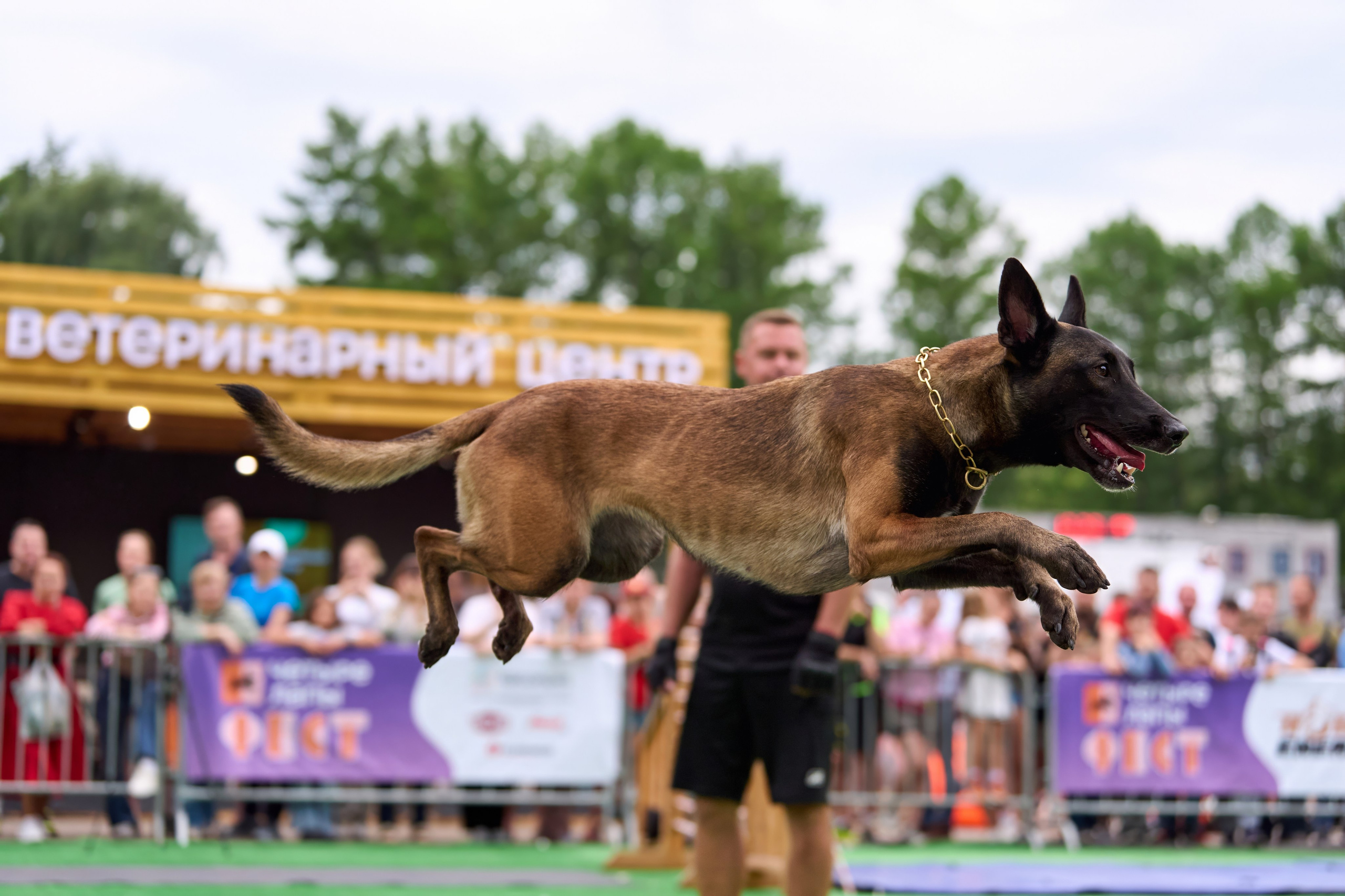 4 лапы Фест. Многоборье. Фотограф-анималист Михаил Манухин