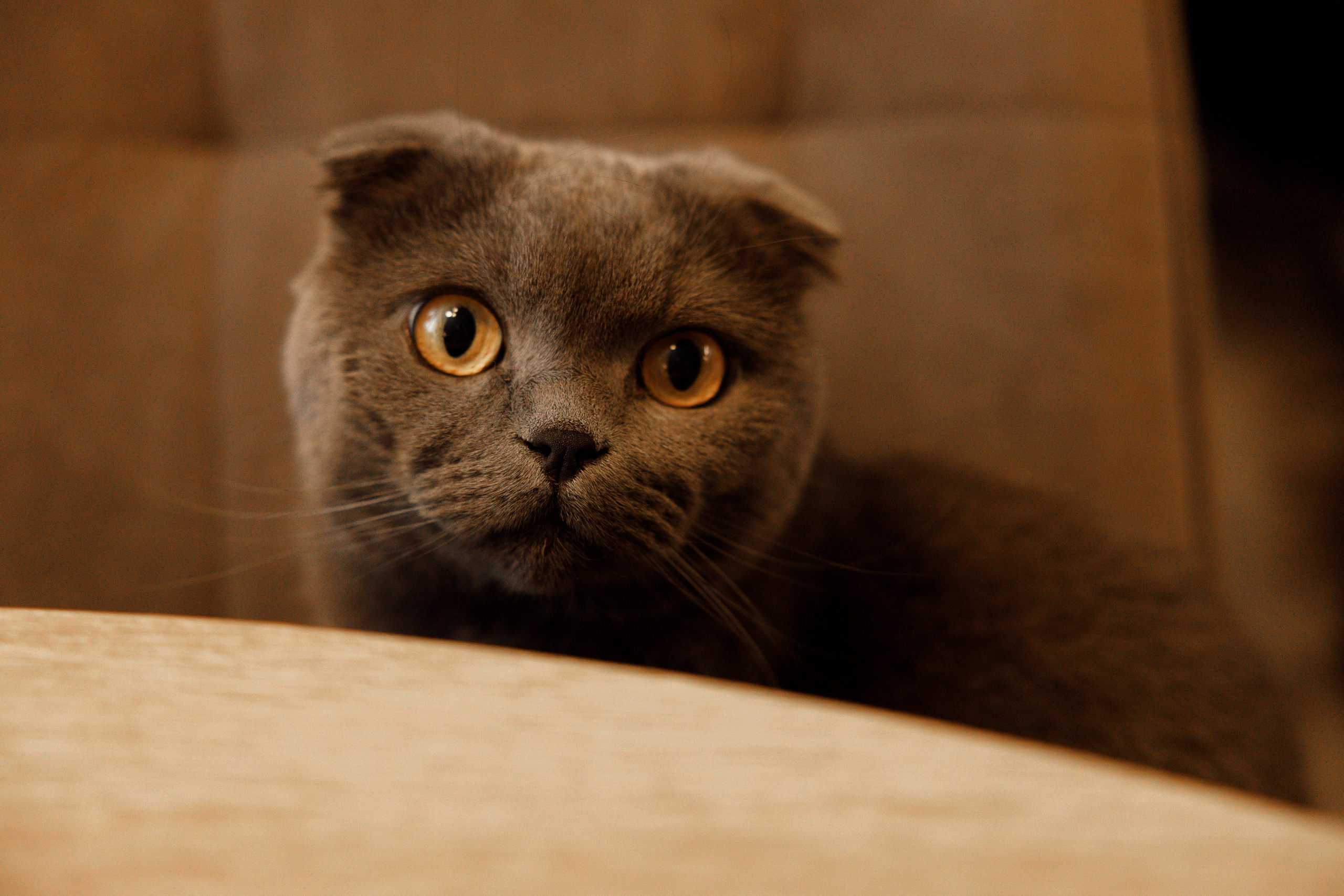 Лев 2 годика. Свадебный и семейный фотограф  во Владивостоке Ольга Украинец