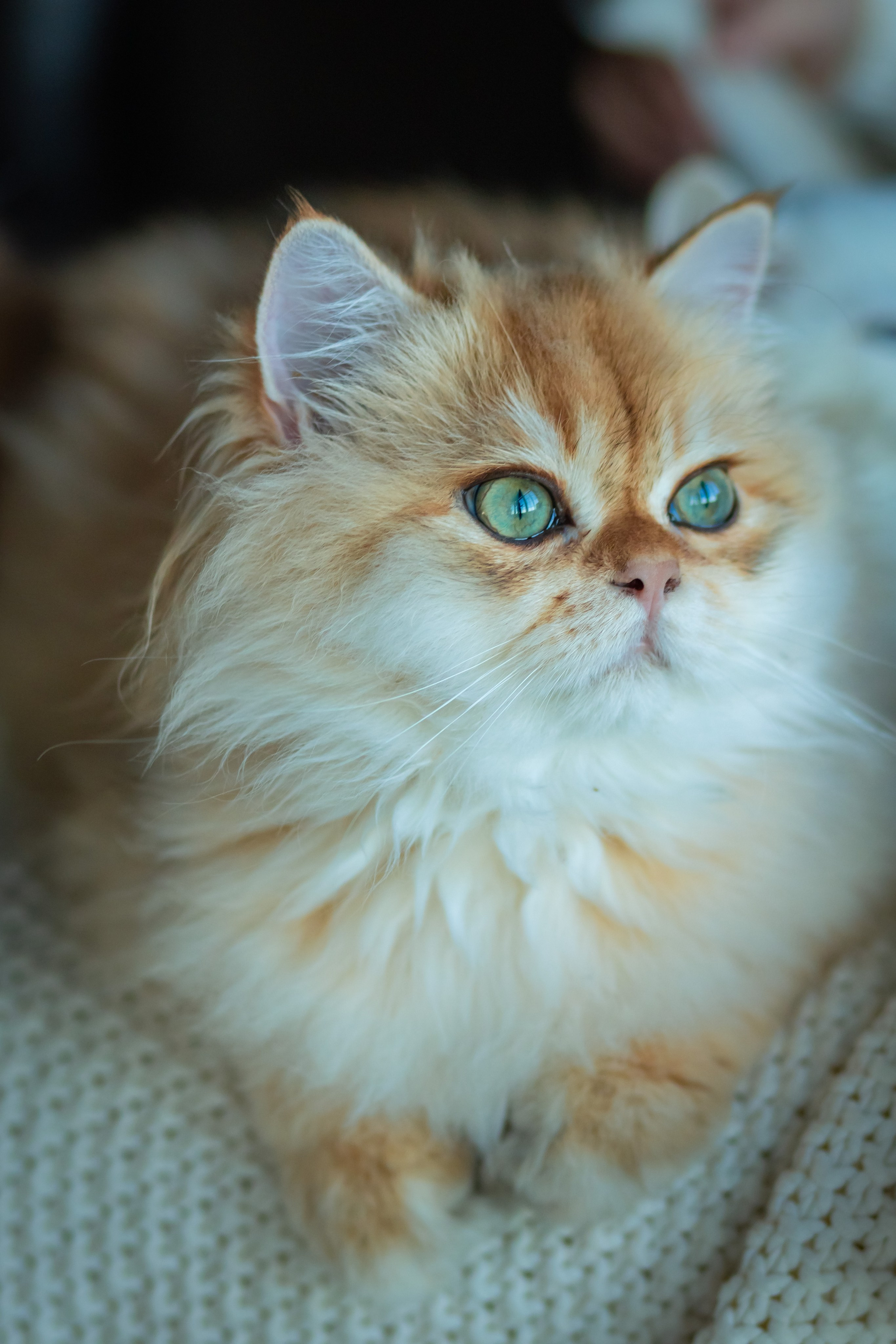 Детская фотосессия с котятками в студии в СПБ