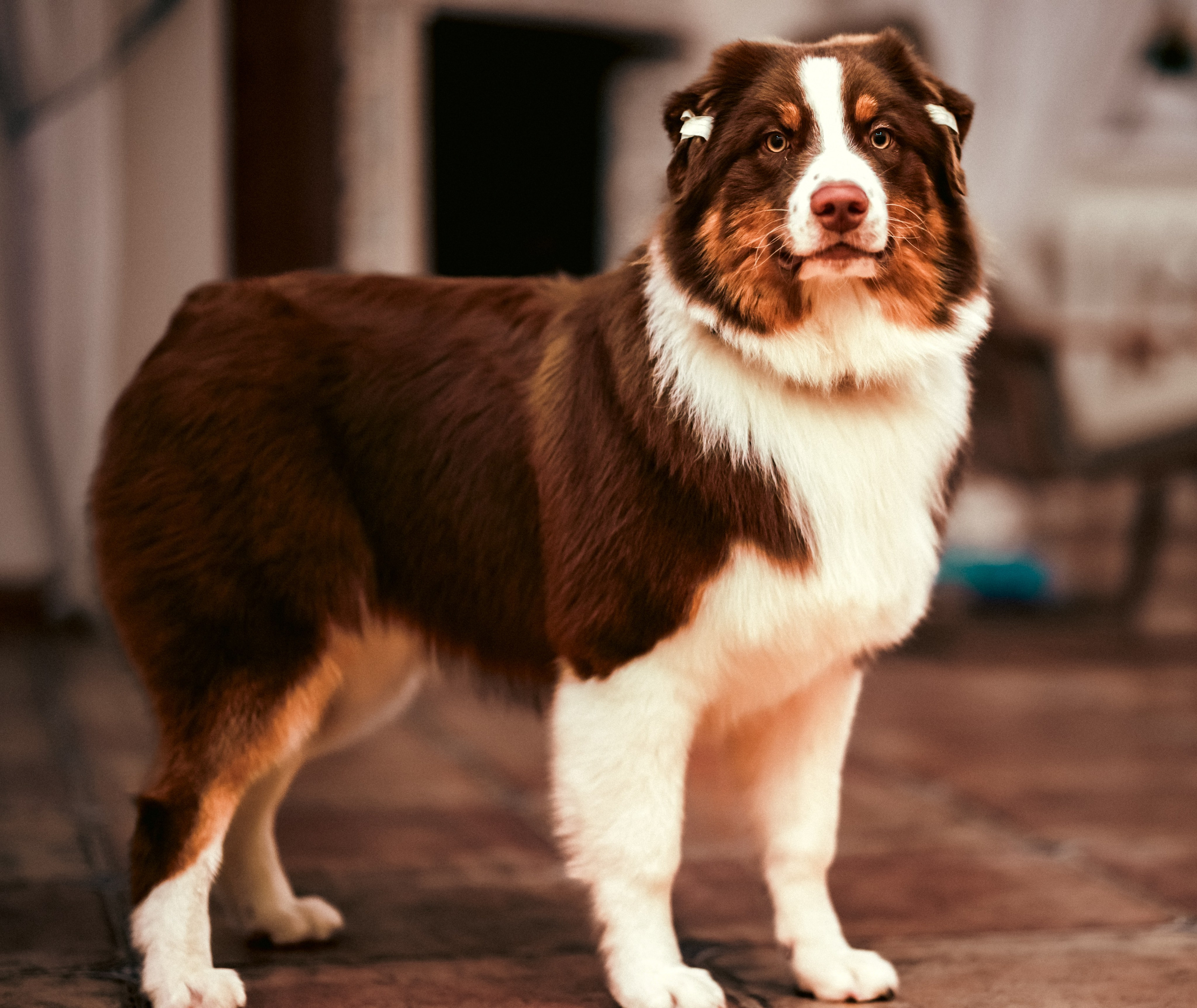 Аусси 4. Фотограф репортажей и стритфотосессий в Москве Людмила Смирнова