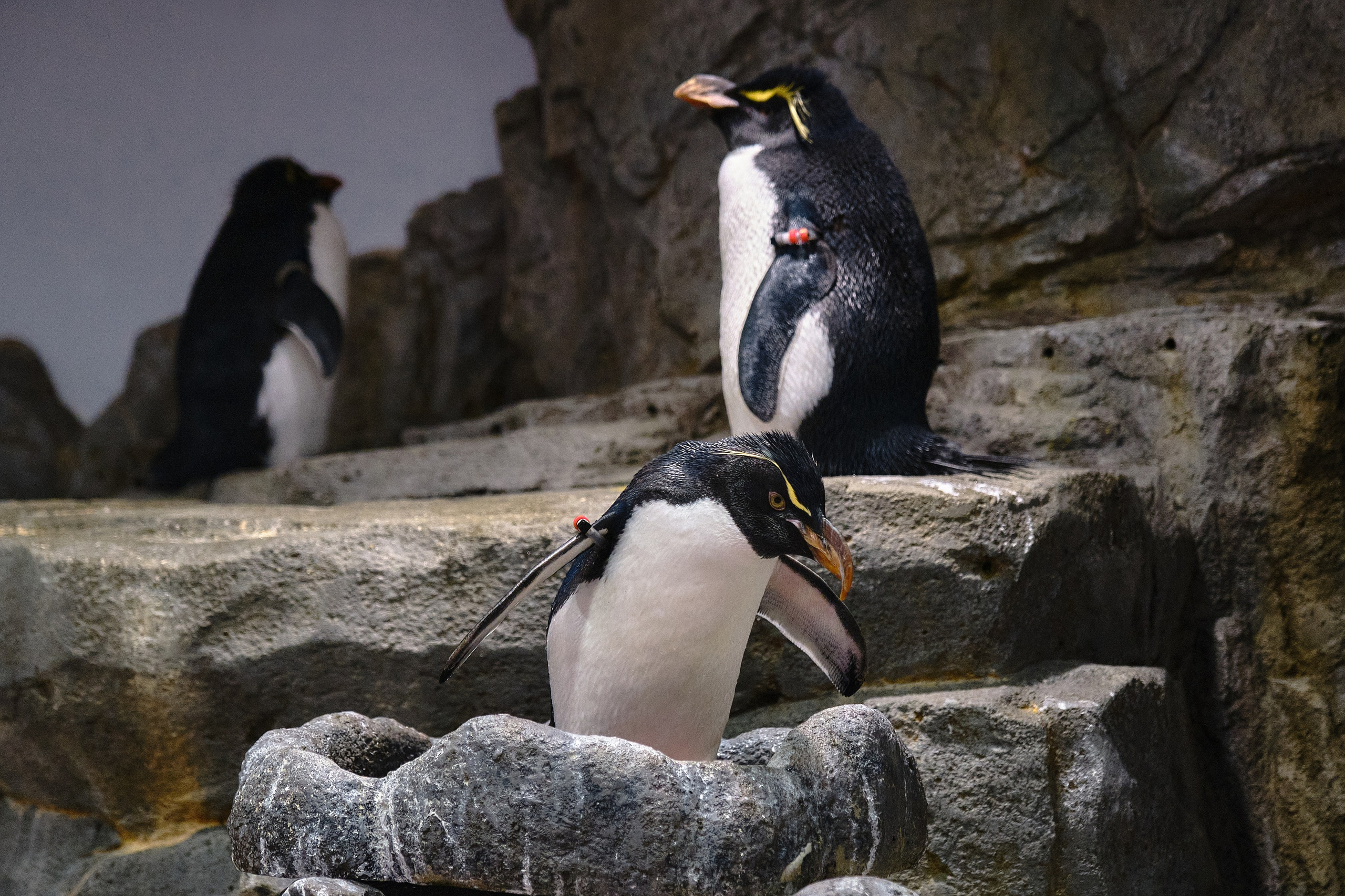 Japan / Osaka≫Kyoto≫Tokyo. Aleksandr Kobtsev