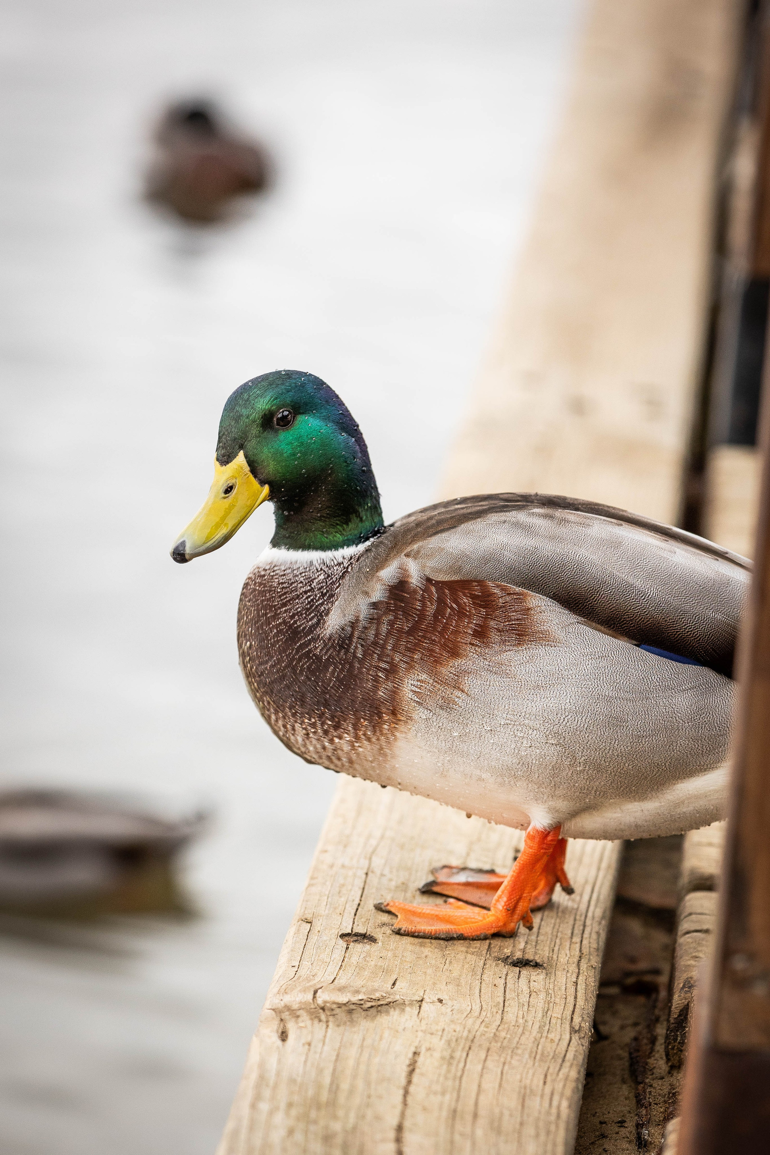Зоопарк Малинки. Фотограф-АниМалист Анна Абрамова