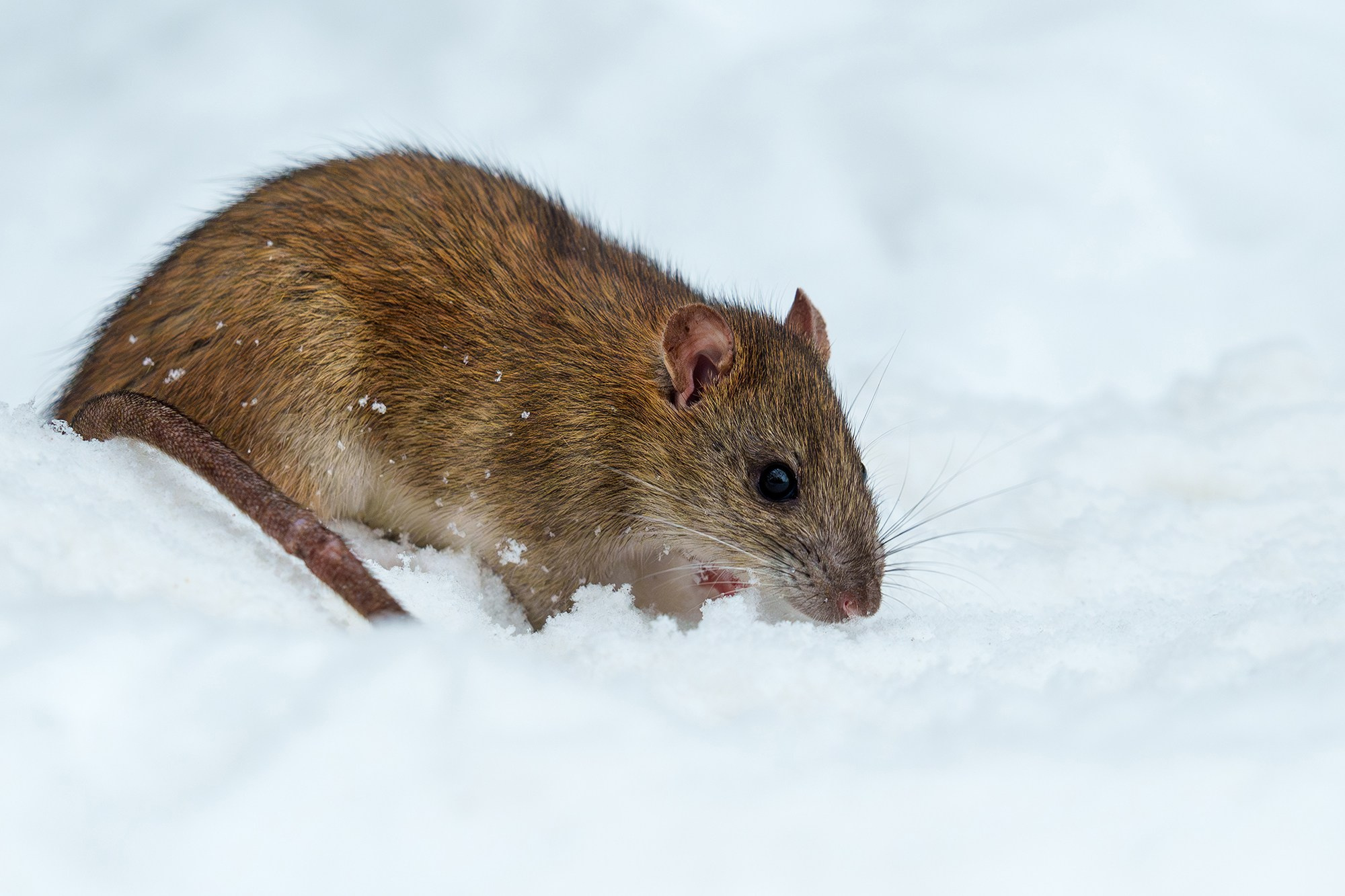 Животные. Ваш личный фотограф Марина Волкова