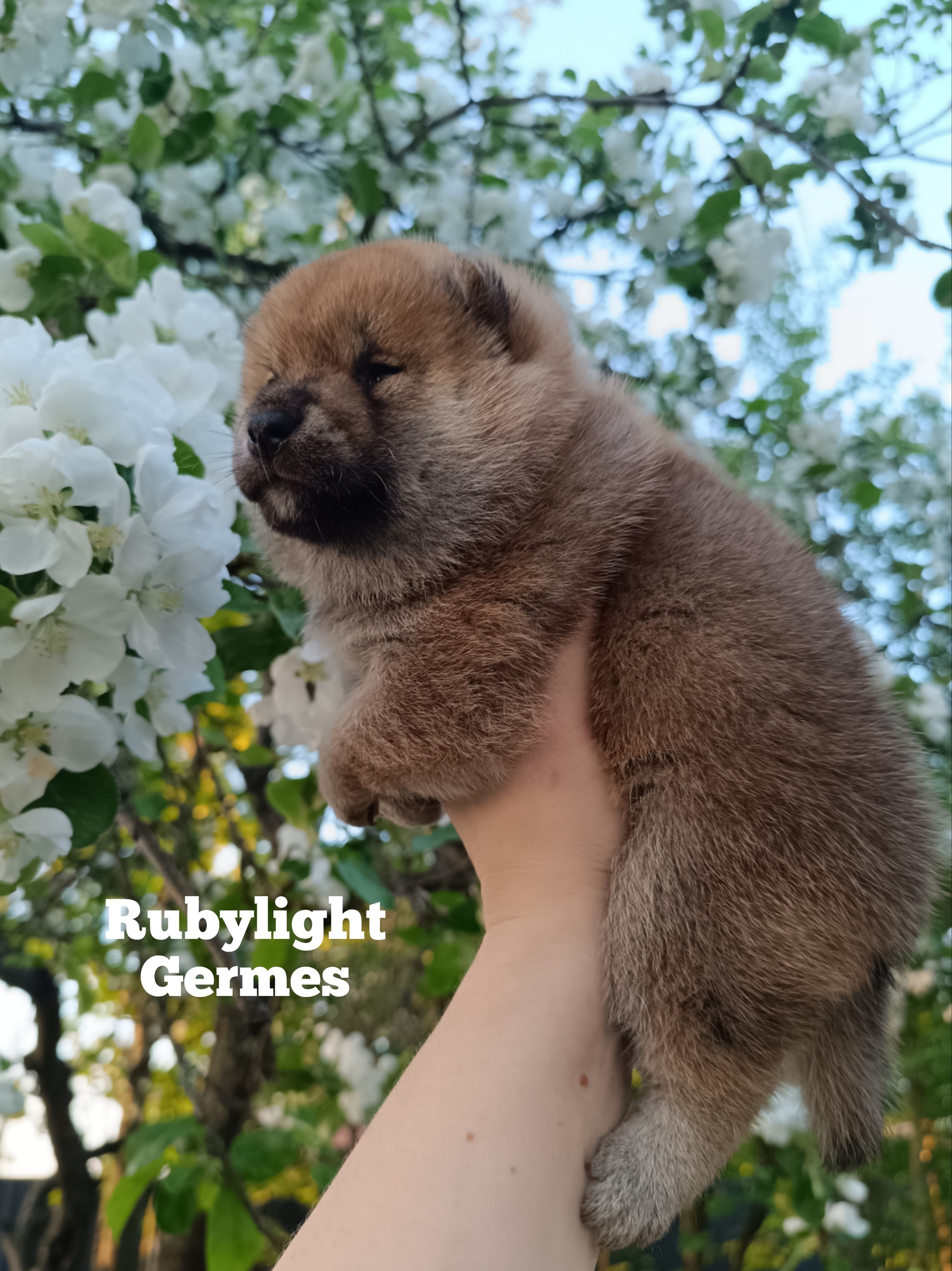 Сиба Rubylight Germes питомник Рубилайт