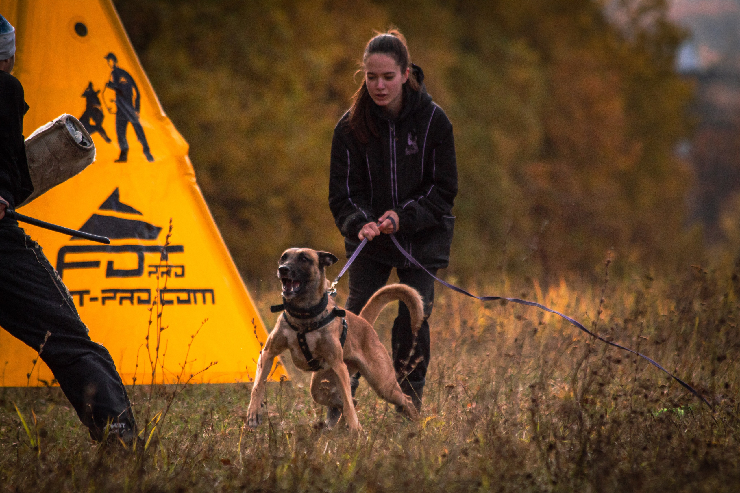 Тренинг защитного раздела. Фотограф анималист — Тула, Москва