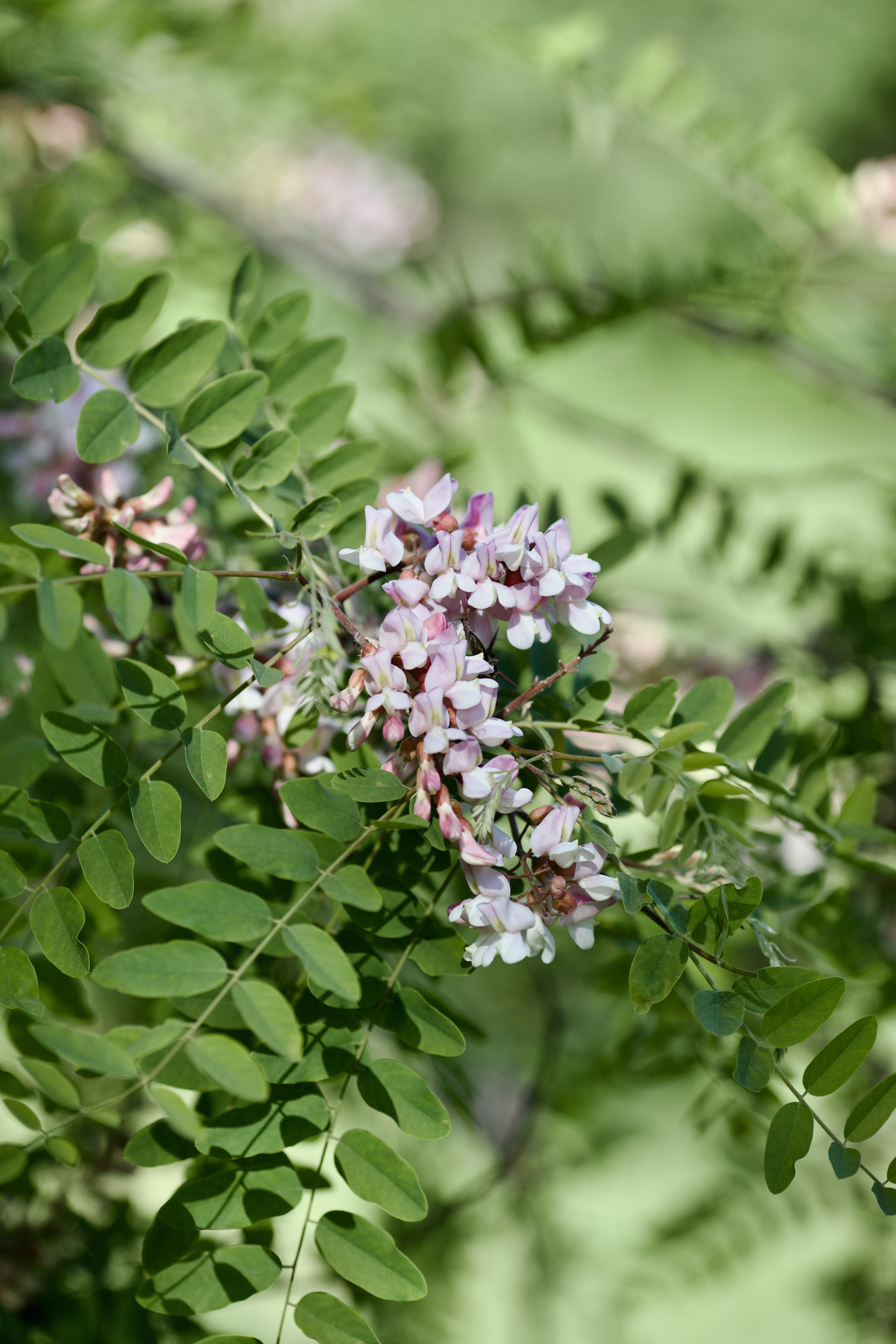 Чудесная природа. Школьные выпускные альбомы в Москве Марина Николаева