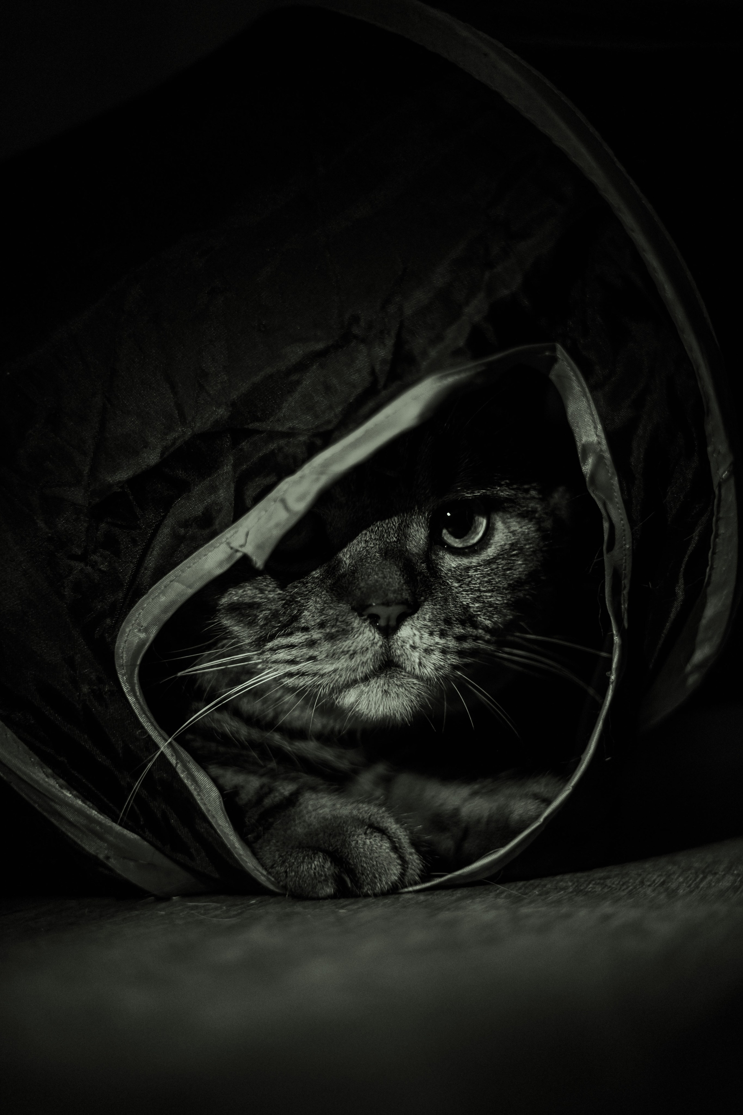 Иксик, Маффин и Надя. Фотограф Анималист Екатерина Справцева в Нижнем Новгороде