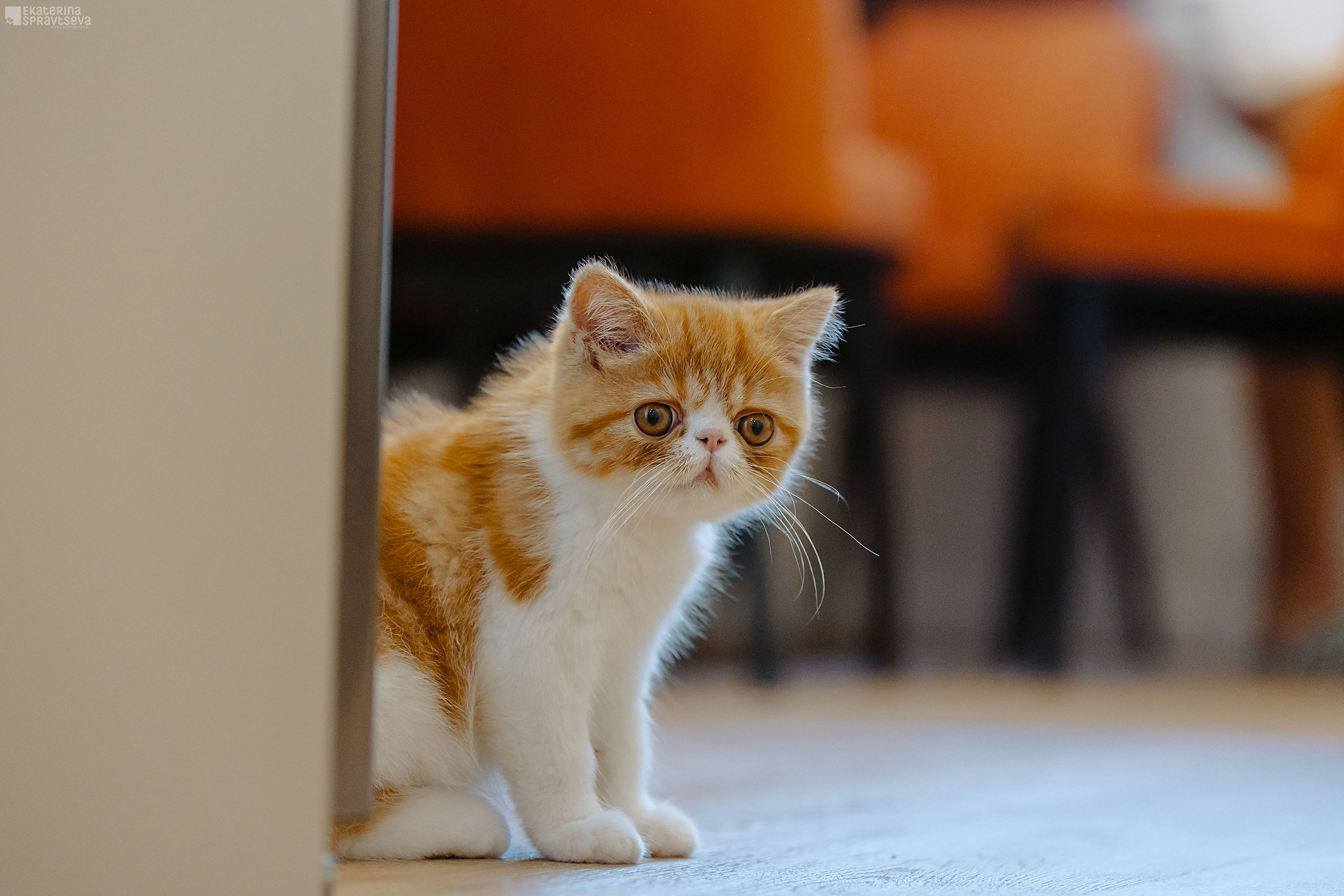 Малыш Уникум, Лиза и Миша. Фотограф Анималист Екатерина Справцева в Нижнем Новгороде