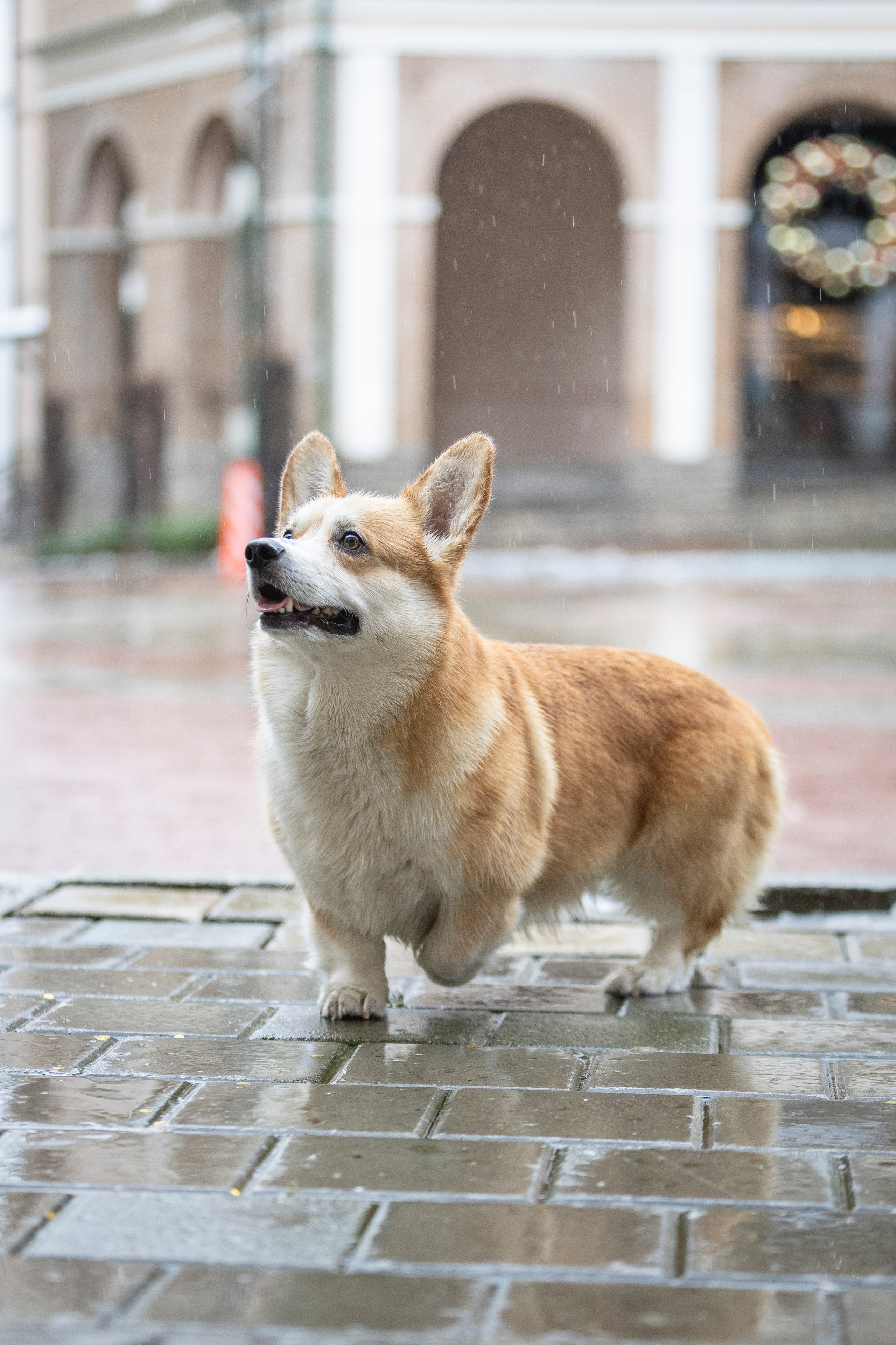 Гай, Корги-Пемброк. Ирина Голомб|Фотограф-анималист в  Сочи и Калининграде