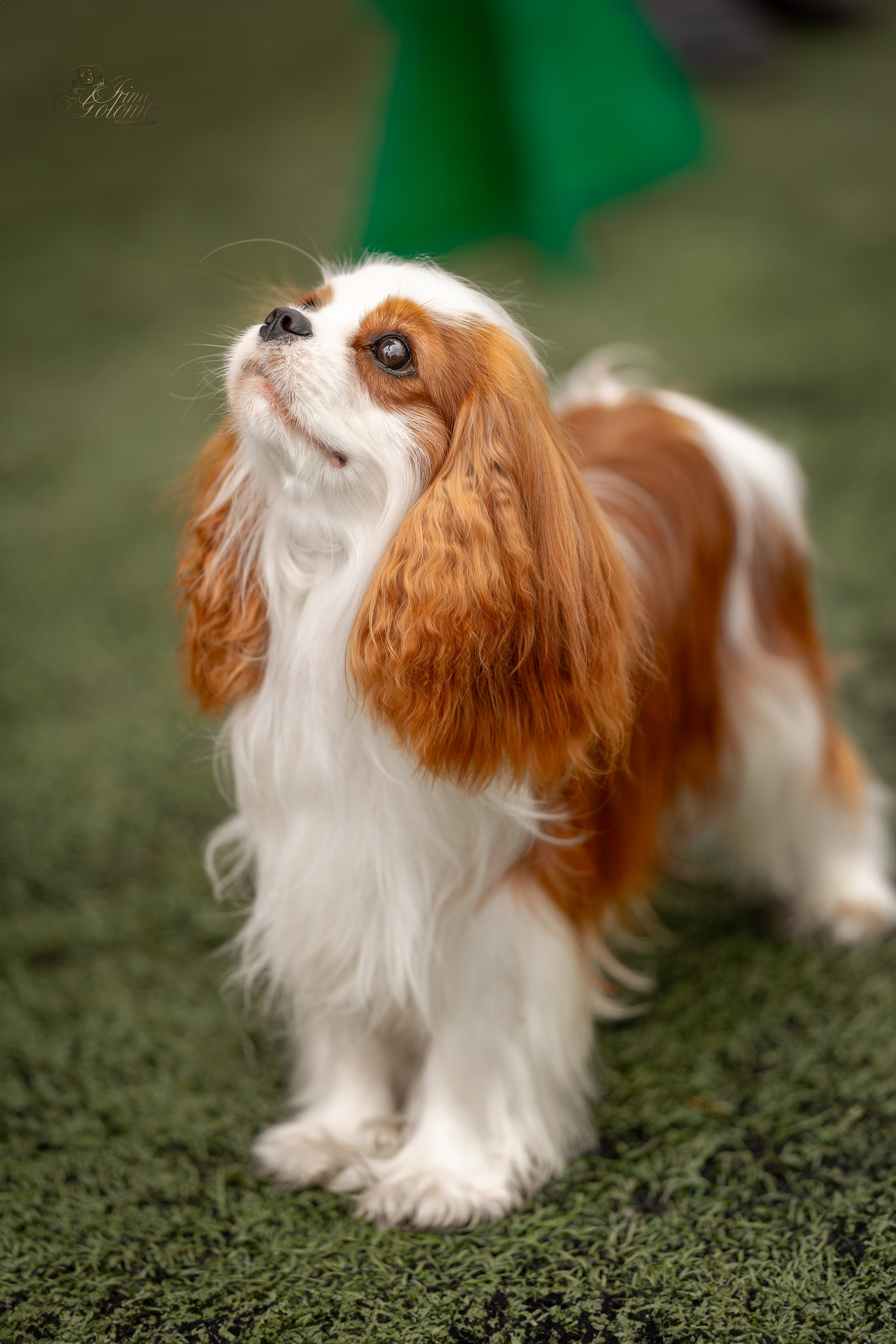 Выставка 17.12.23. Ирина Голомб|Фотограф-анималист в  Сочи и Калининграде