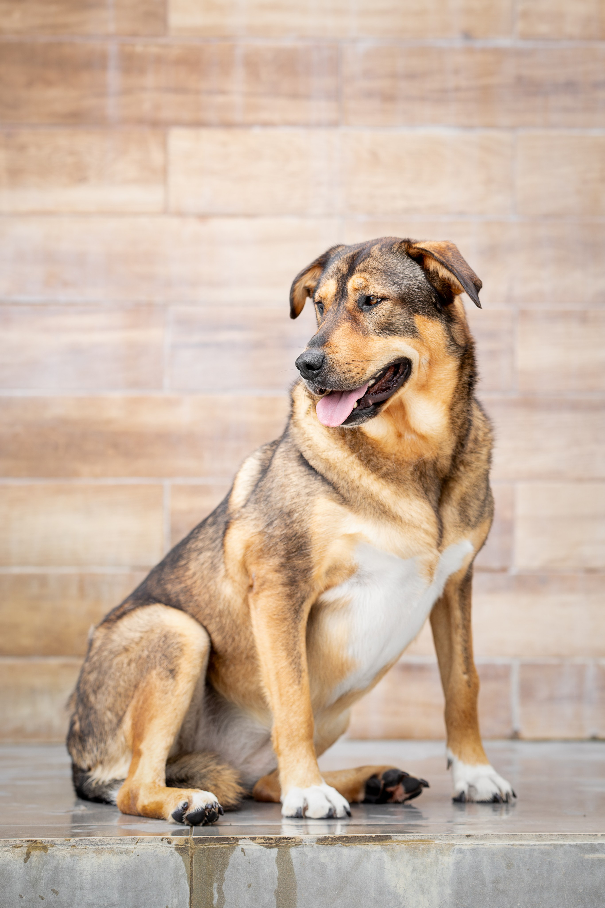 Мини-приют «Возрождение». Ирина Голомб|Фотограф-анималист в  Сочи и Калининграде