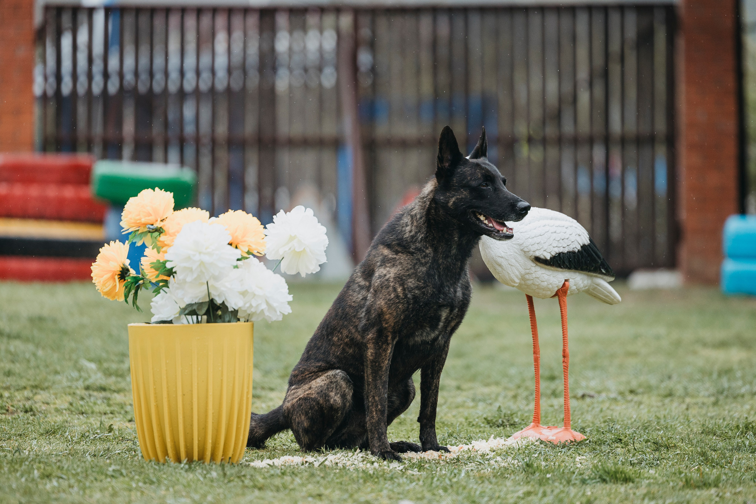 Геленджик Мондьоринг. Фотограф-анималист Анна Маринич