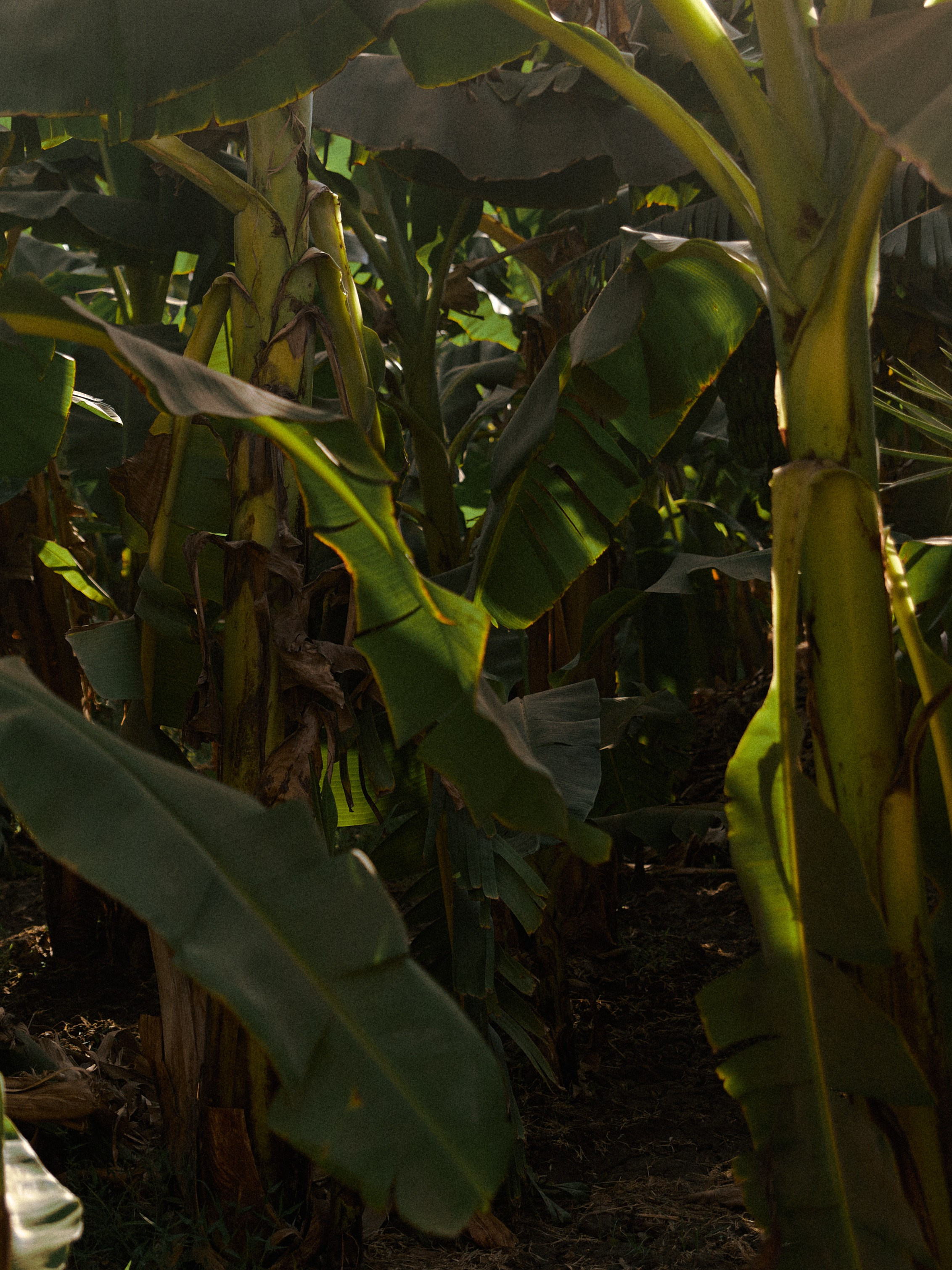 Диптих. Jorgis — фотограф в Хургаде / обучение фотографии