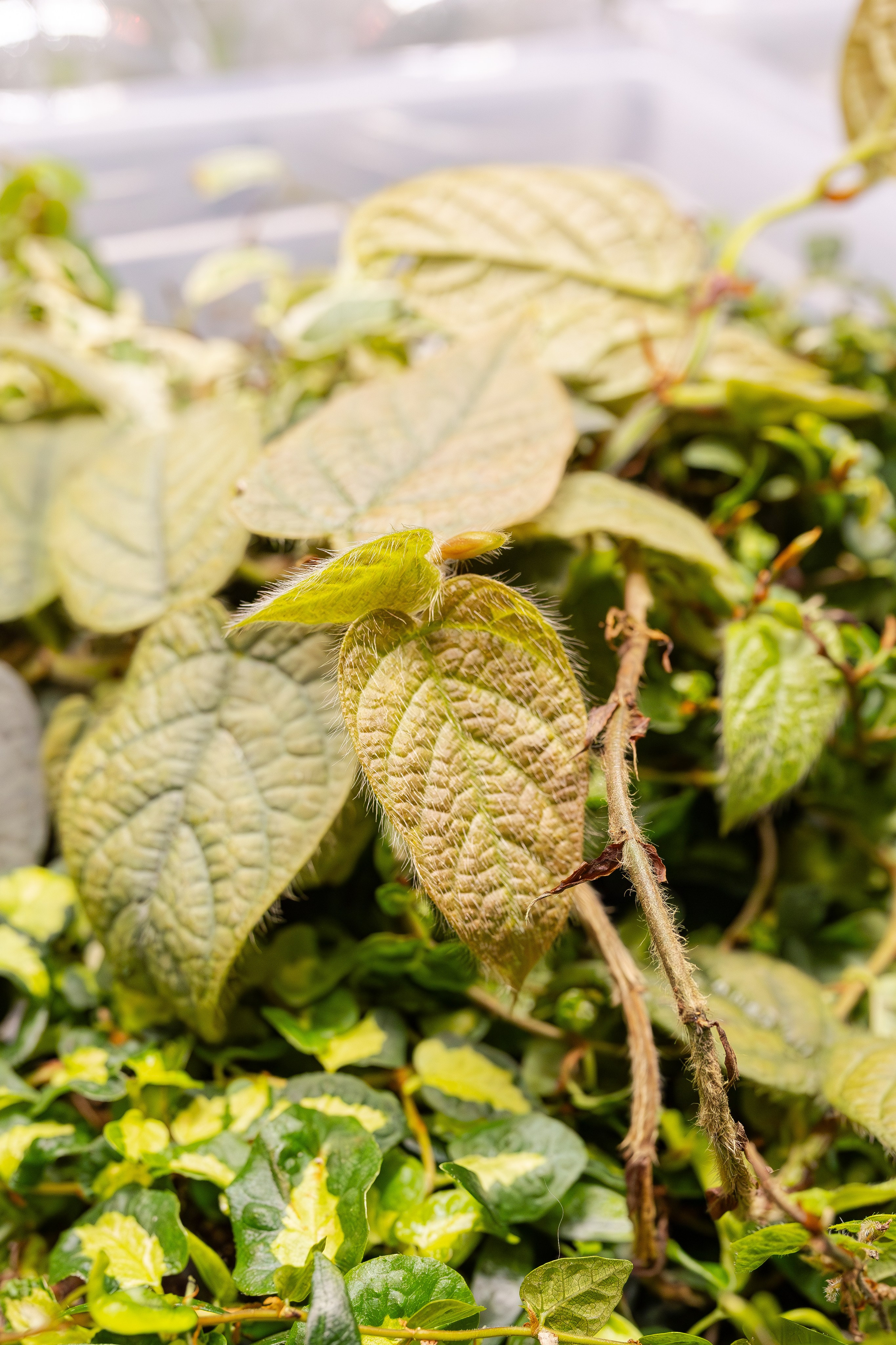 Монстериум апрель 2026. Александра Куликова фотограф, Москва