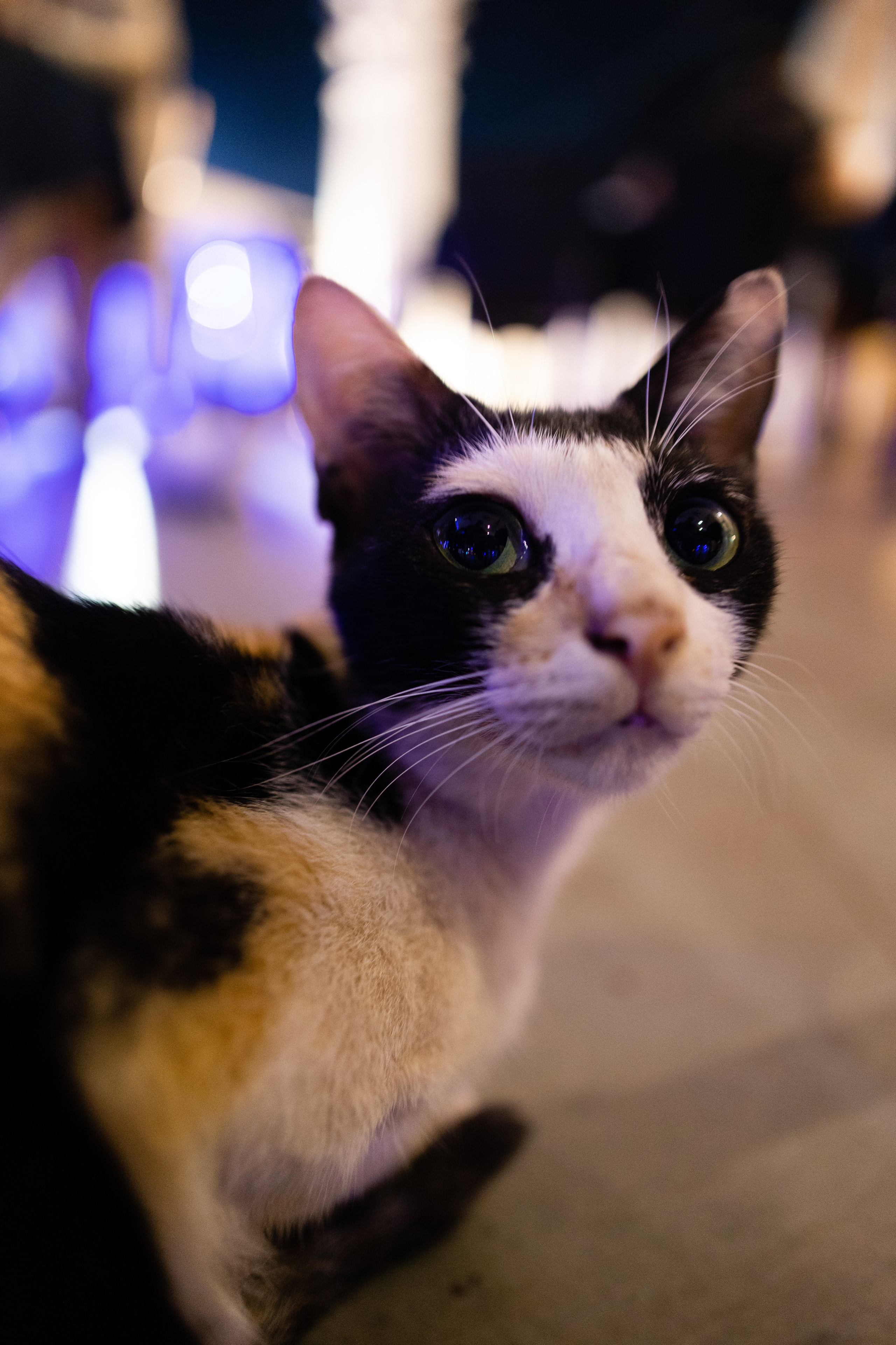 ГОА 2024. Руслан Плахтеев