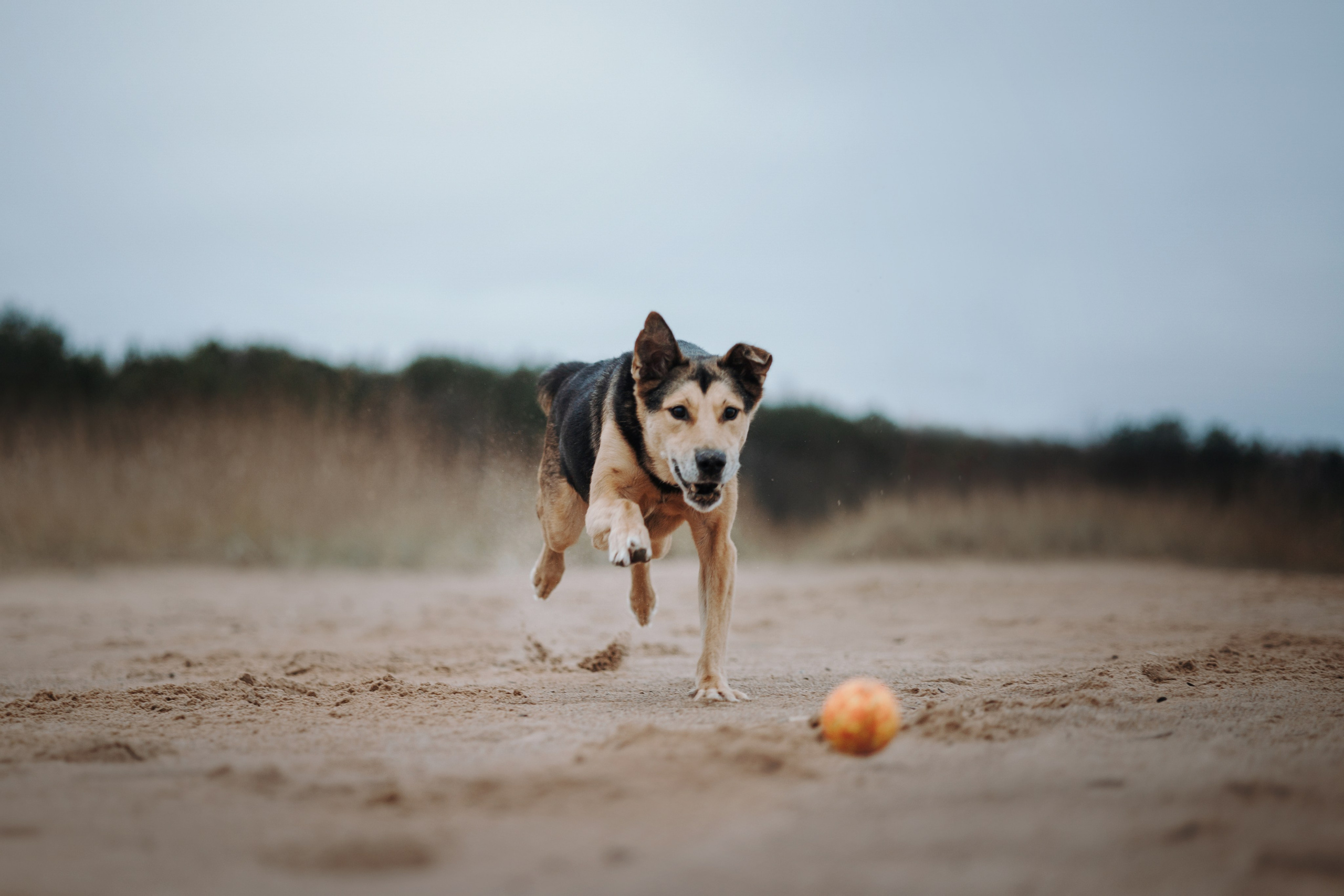 Наталья и Того. Фотограф — Анималист | Санкт-Петербург