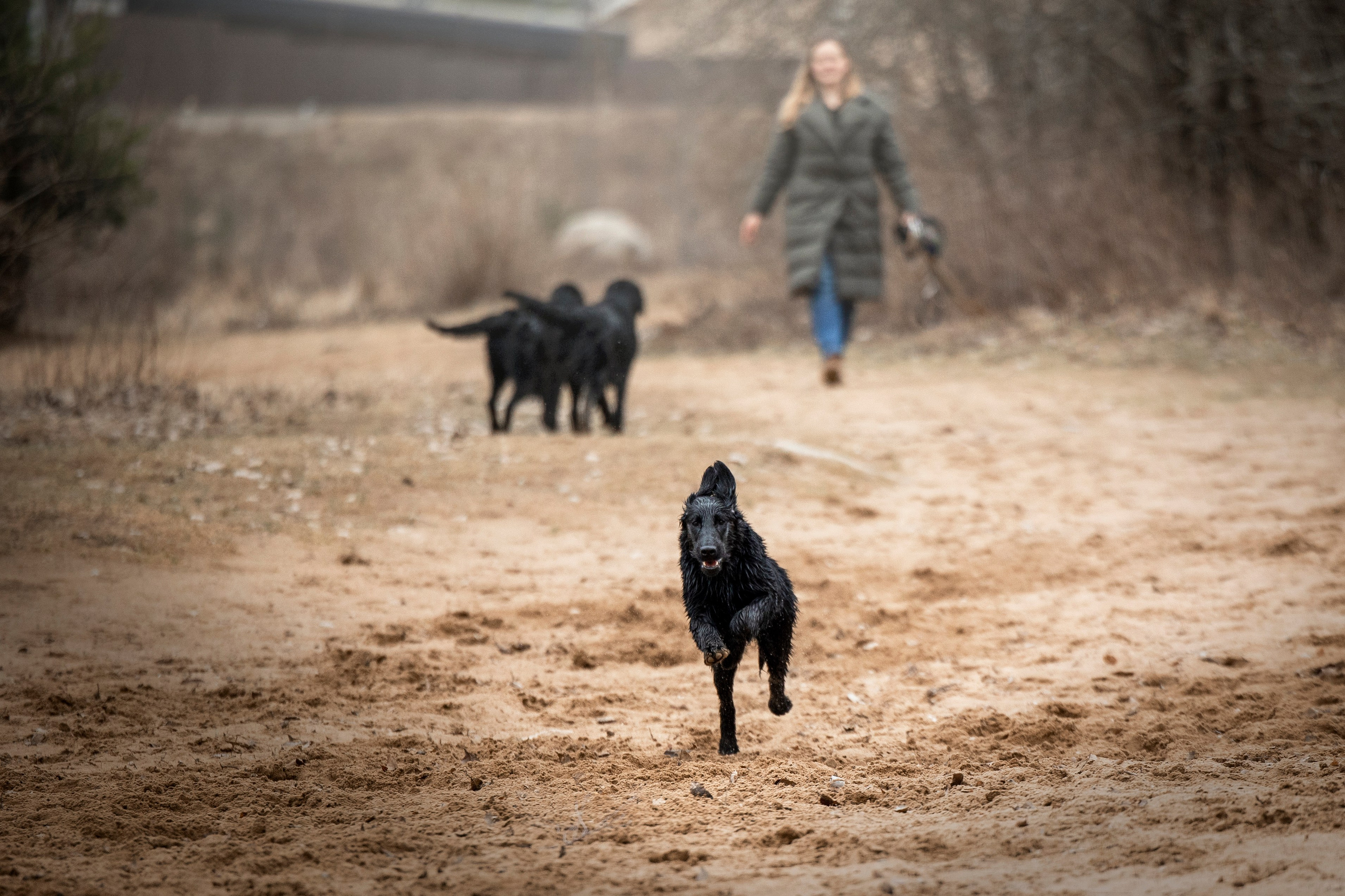 Ора, Ева, Рози и их семья. Фотограф — Анималист | Санкт-Петербург