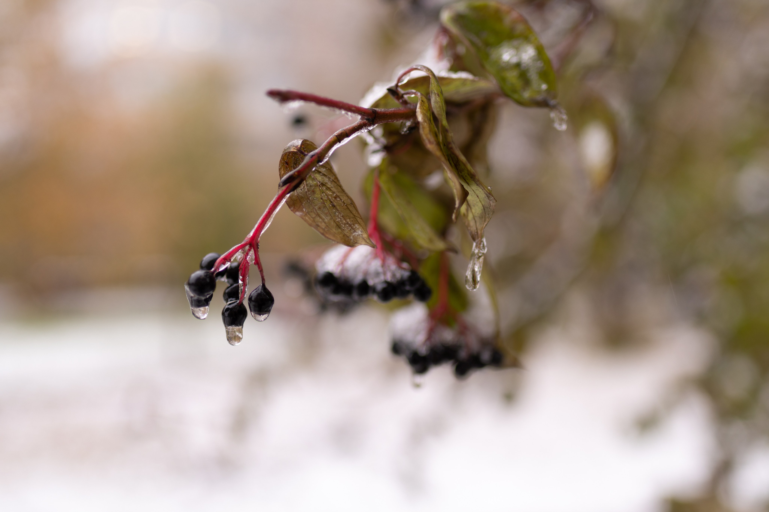 20231030 Тест Tamron SP 35 mm F/1.8. Дмитрий Ремизов. Фотография, как хобби