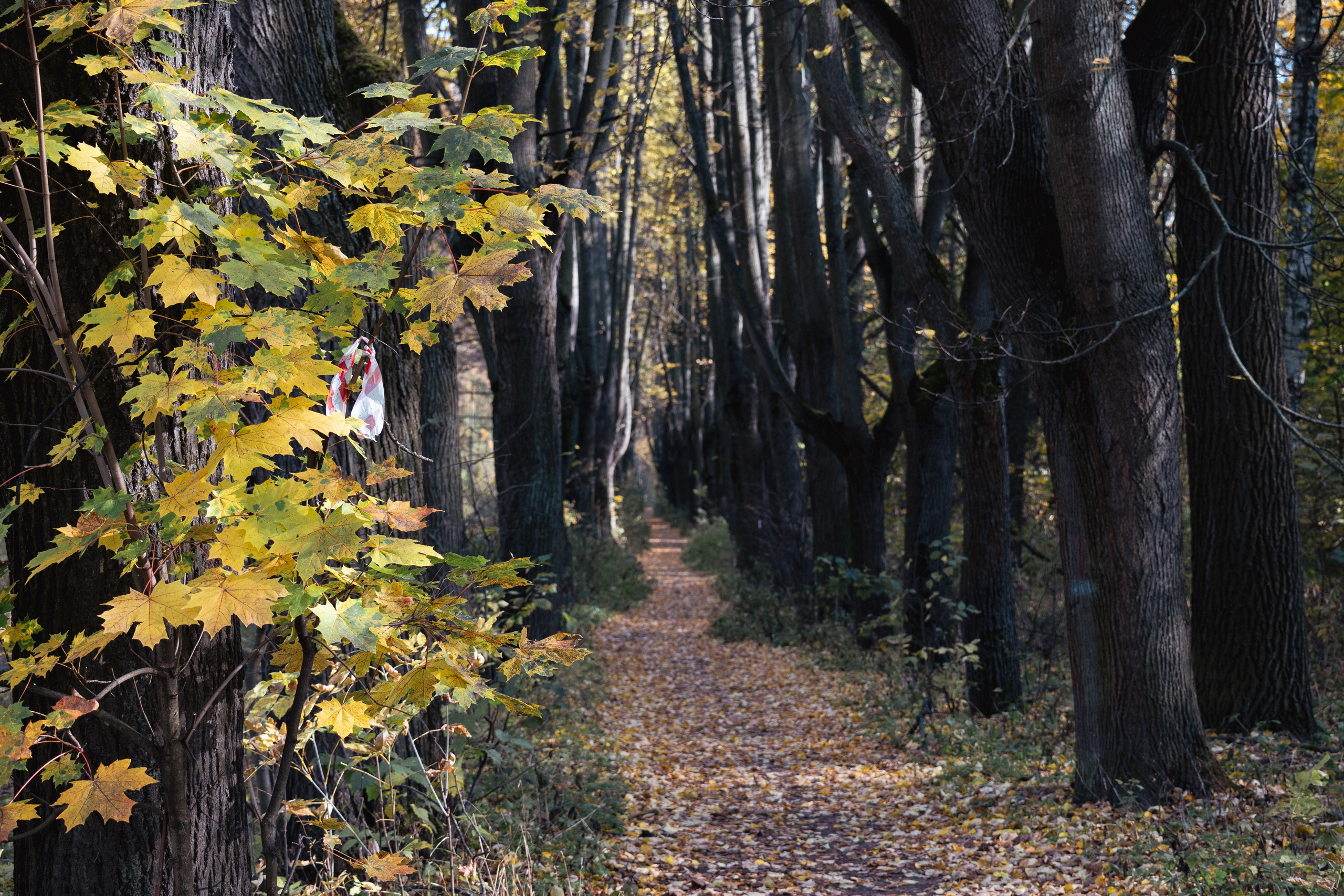 20241012 Измайлово. Дмитрий Ремизов. Фотография, как хобби