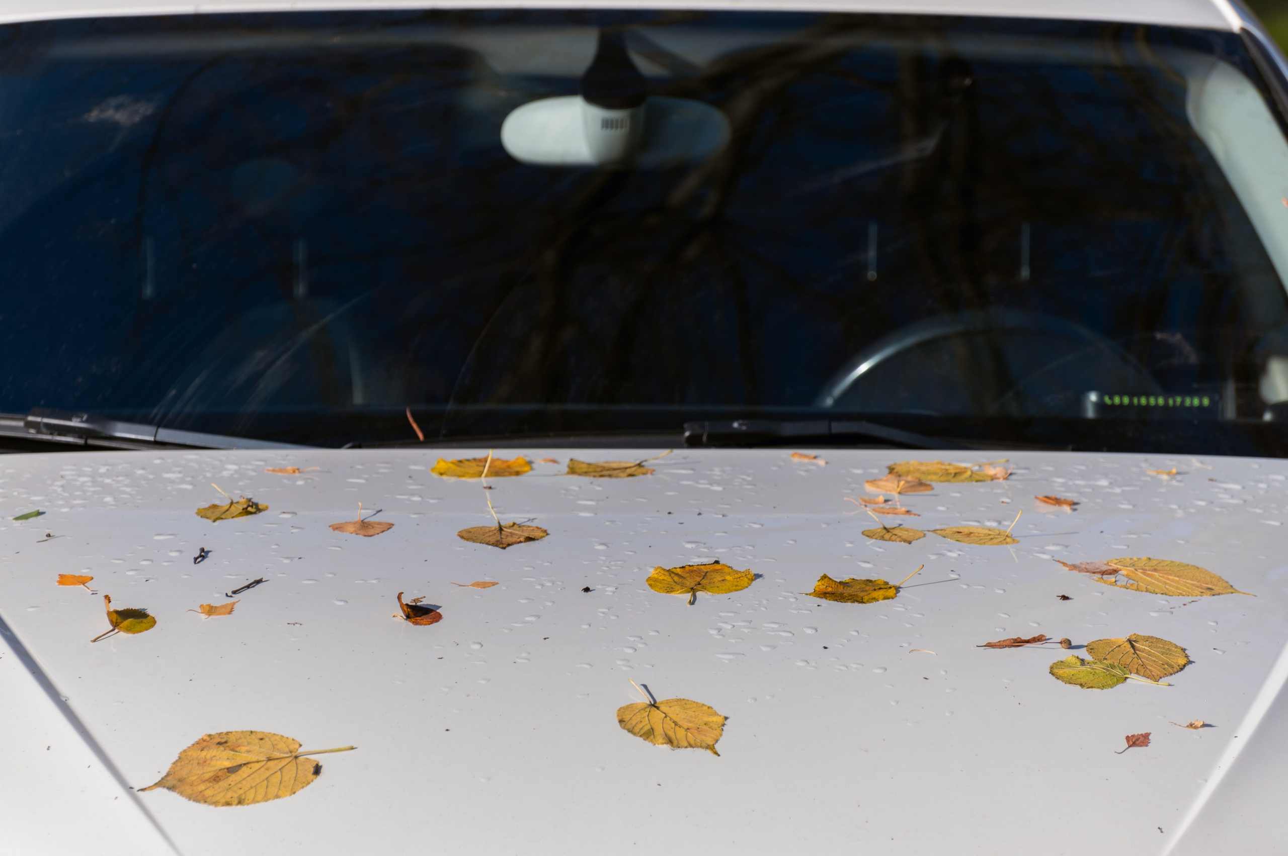 20241102 МГУ. Дмитрий Ремизов. Фотография, как хобби