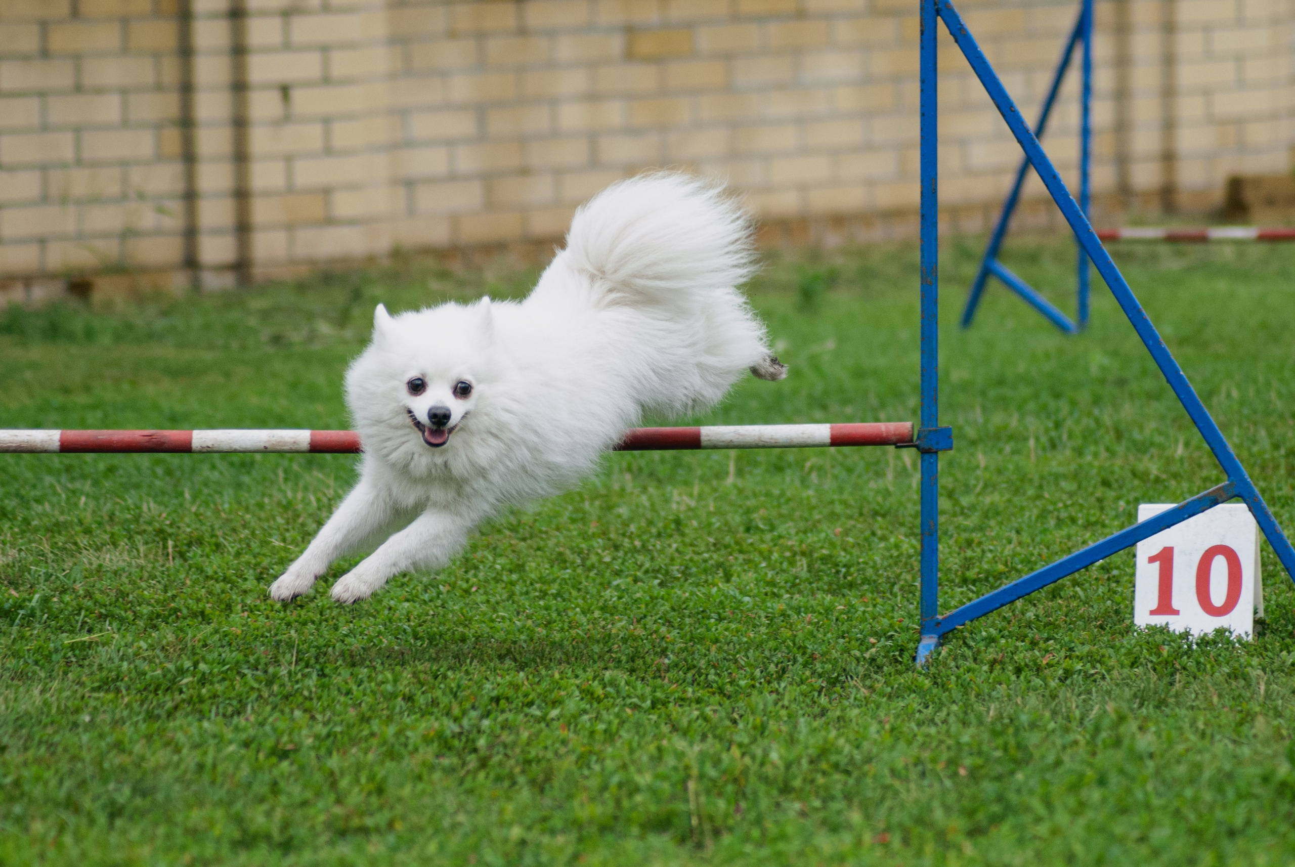Аджилити. Фотограф в Тюмени Лизавета Сапицкая