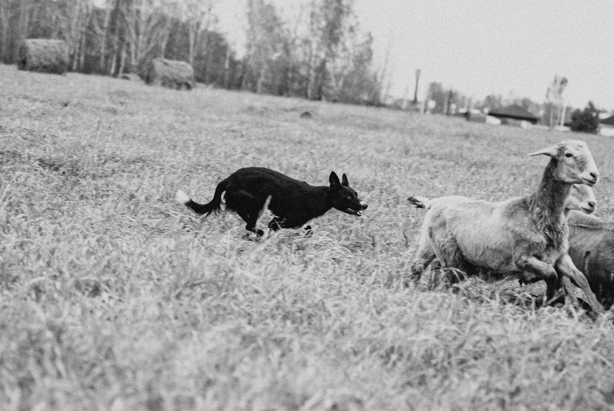 Пастьба. Фотограф в Тюмени Лизавета Сапицкая