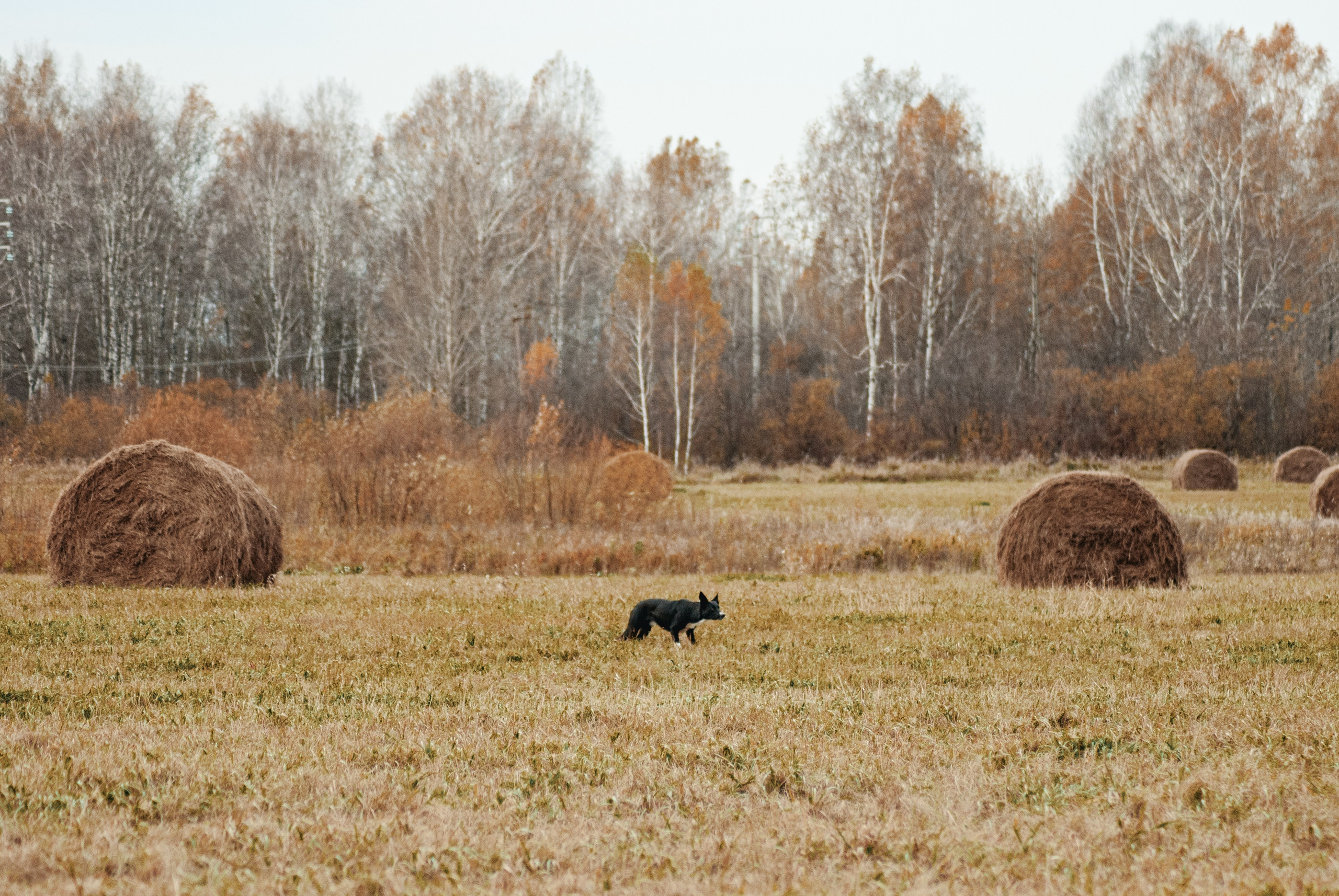 Пастьба. Фотограф в Тюмени Лизавета Сапицкая
