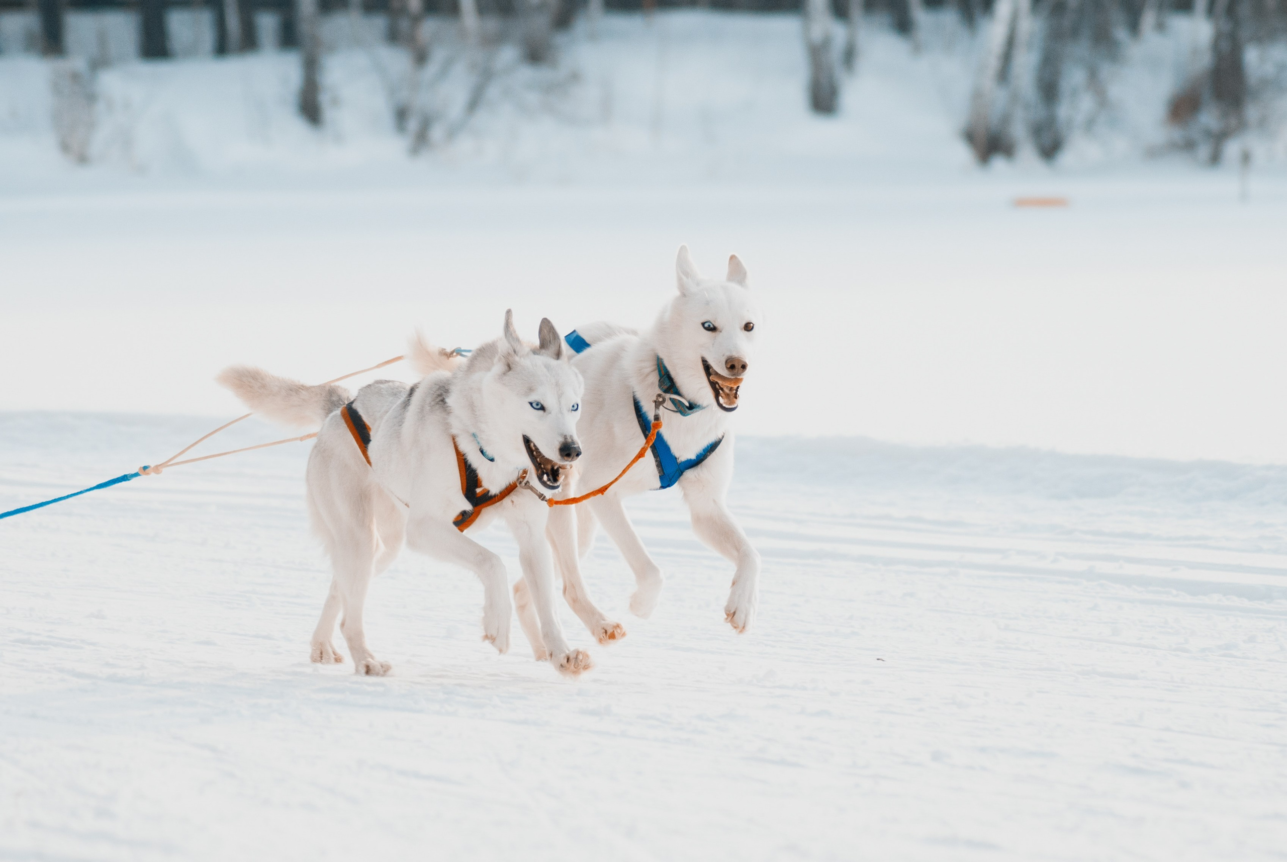 Ездовой спорт. Фотограф в Тюмени Лизавета Сапицкая