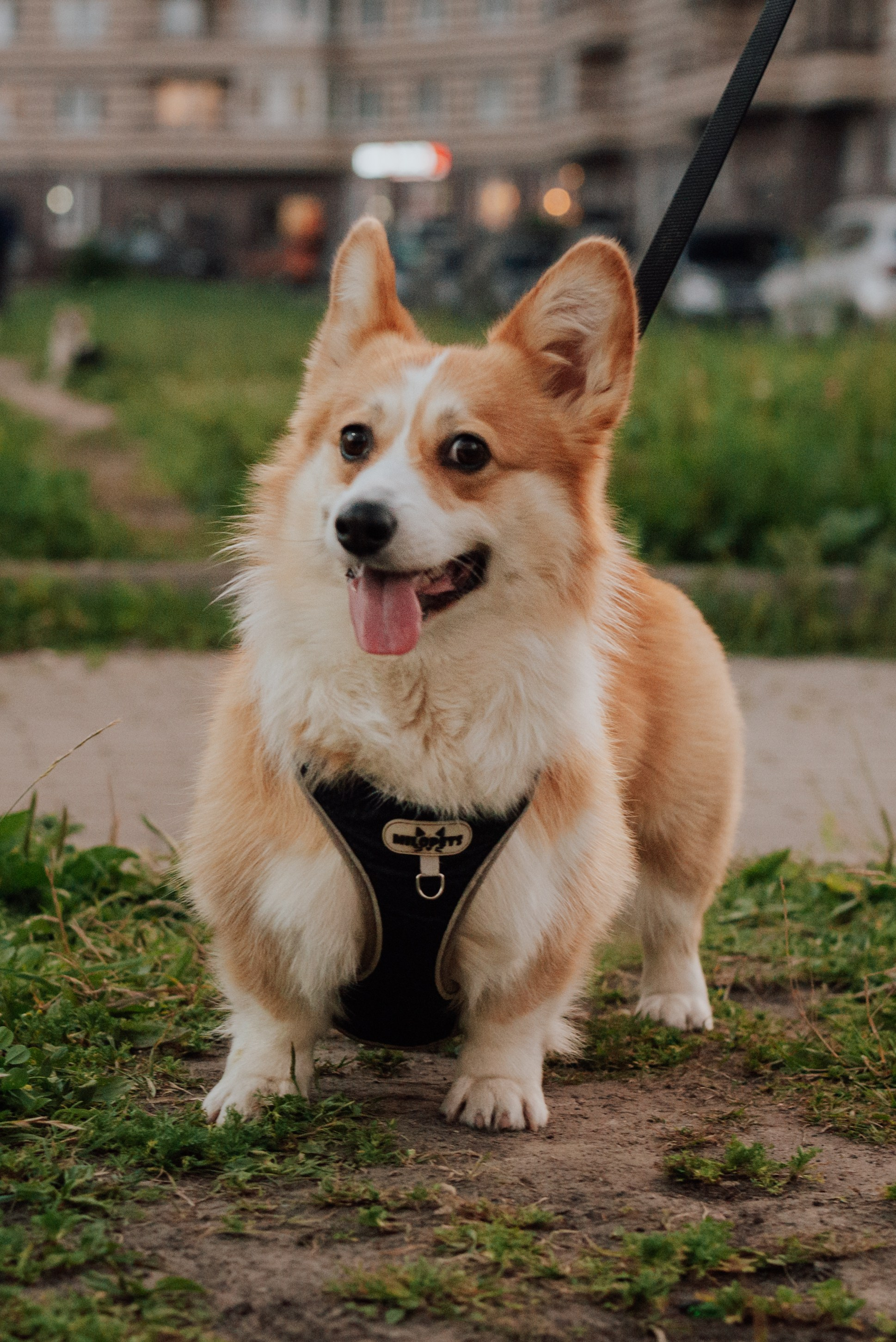 Фотовыходные с питомцами Мурино. Фотограф в Санкт-Петербурге и Ленинградской области