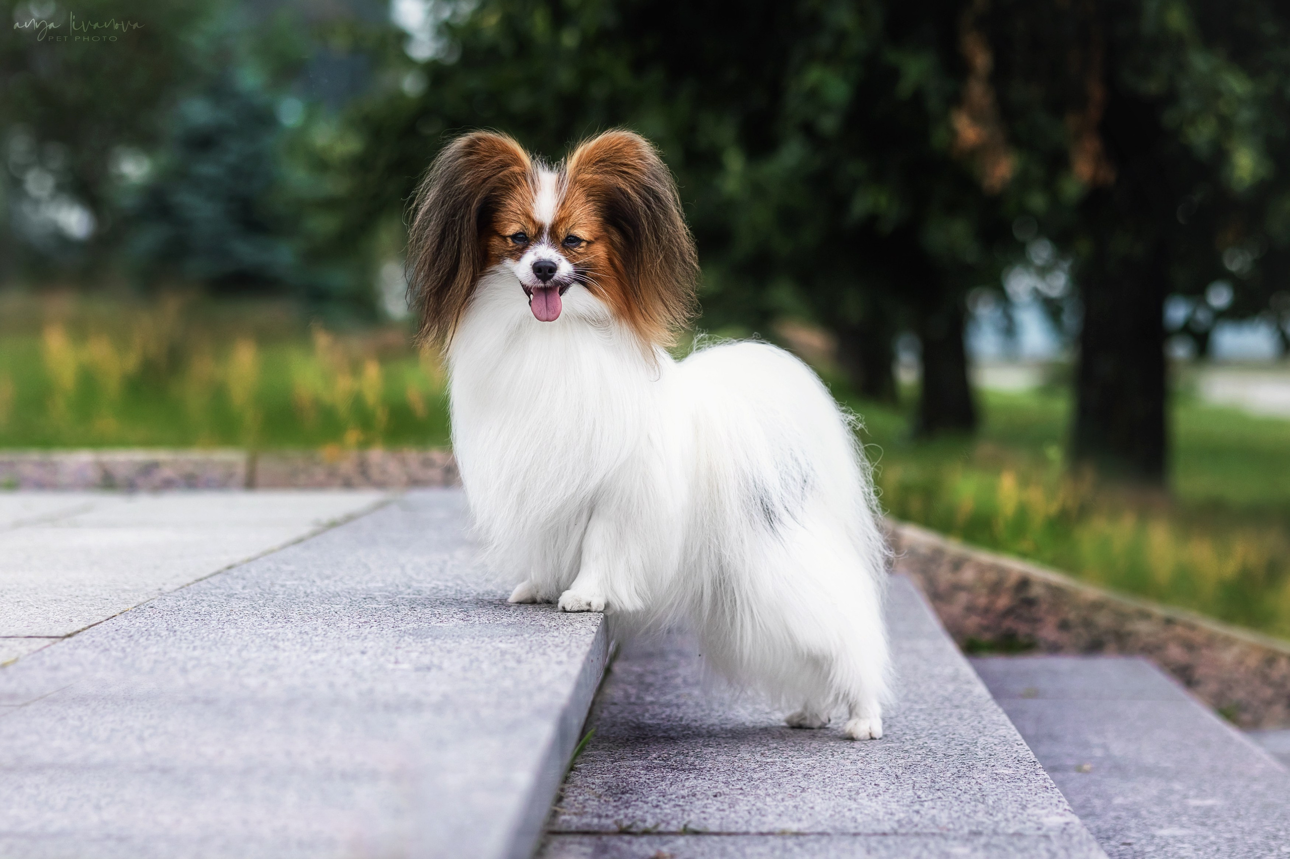 Елена и папийоны. Фотограф анималист Аня Ливанова | Рыбинск