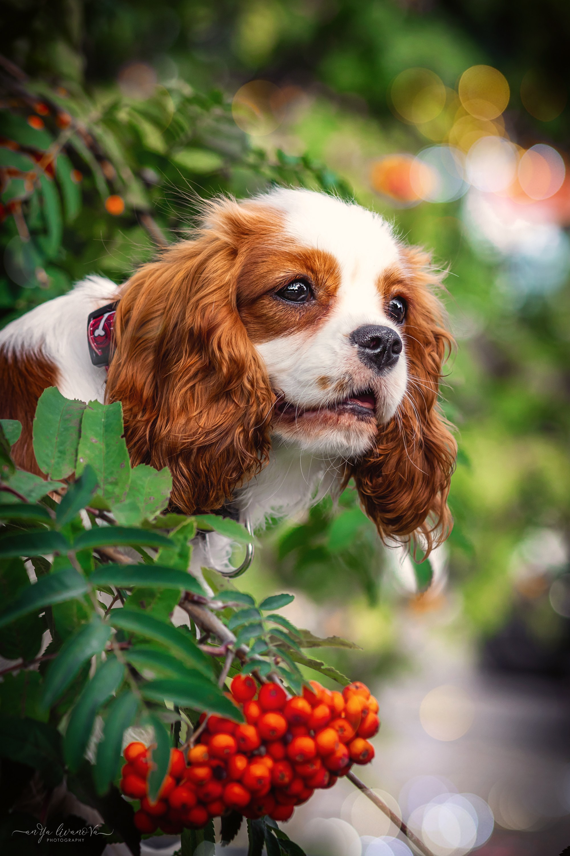 Рябинки. Фотограф анималист Аня Ливанова | Рыбинск