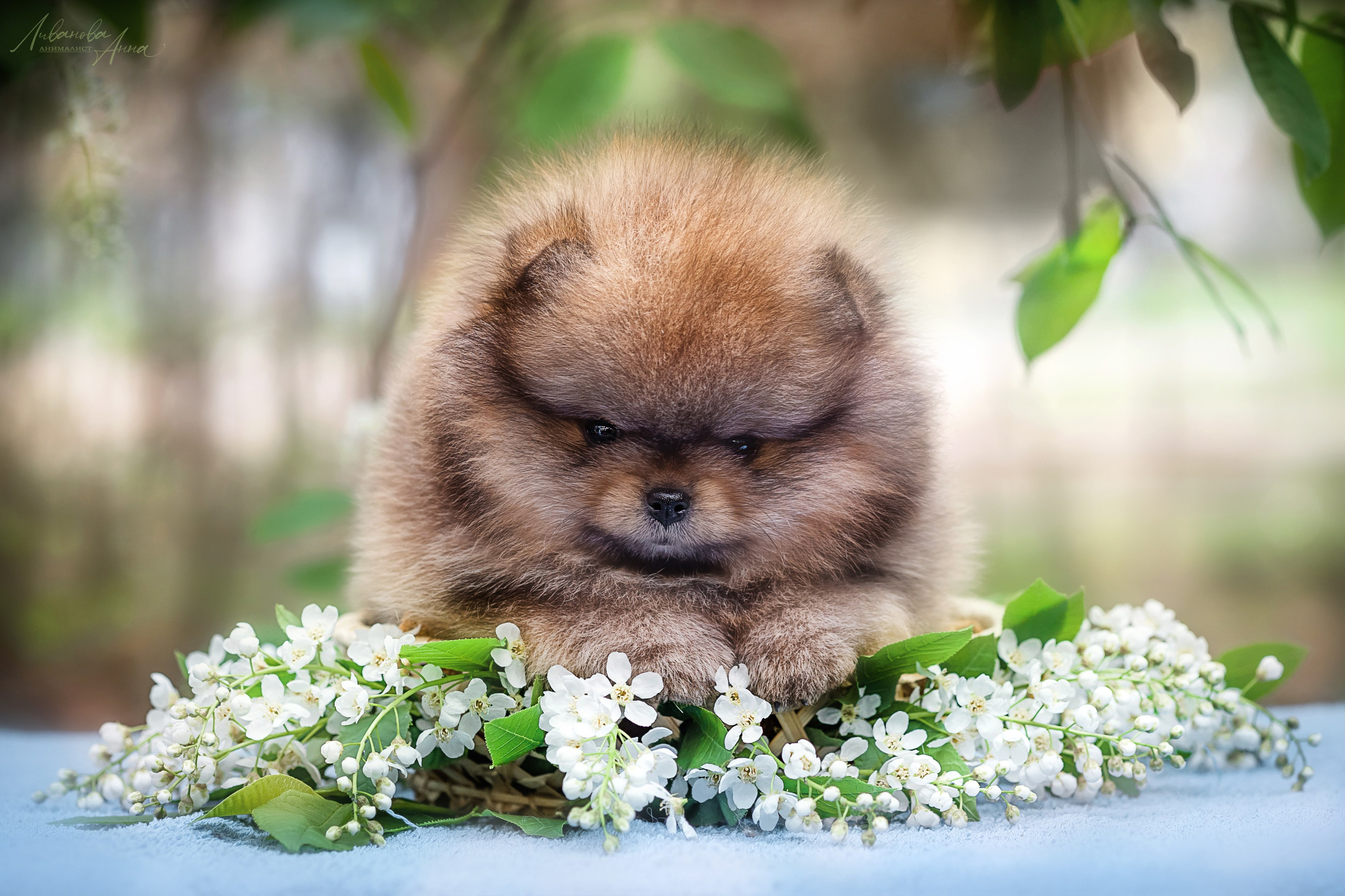 Шпицы. Фотограф анималист Аня Ливанова | Рыбинск