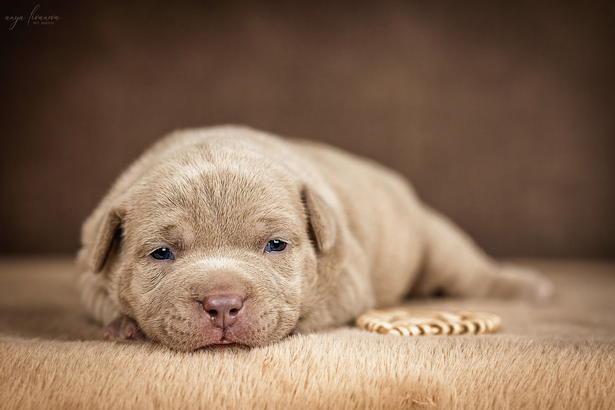 Амбулли. Фотограф анималист Аня Ливанова | Рыбинск