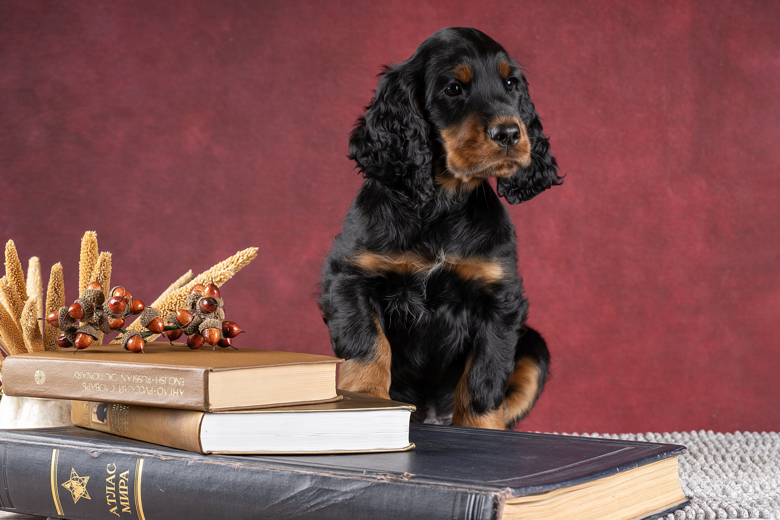 Фотограф анималист в Санкт-Петербурге Ирина Ковалева