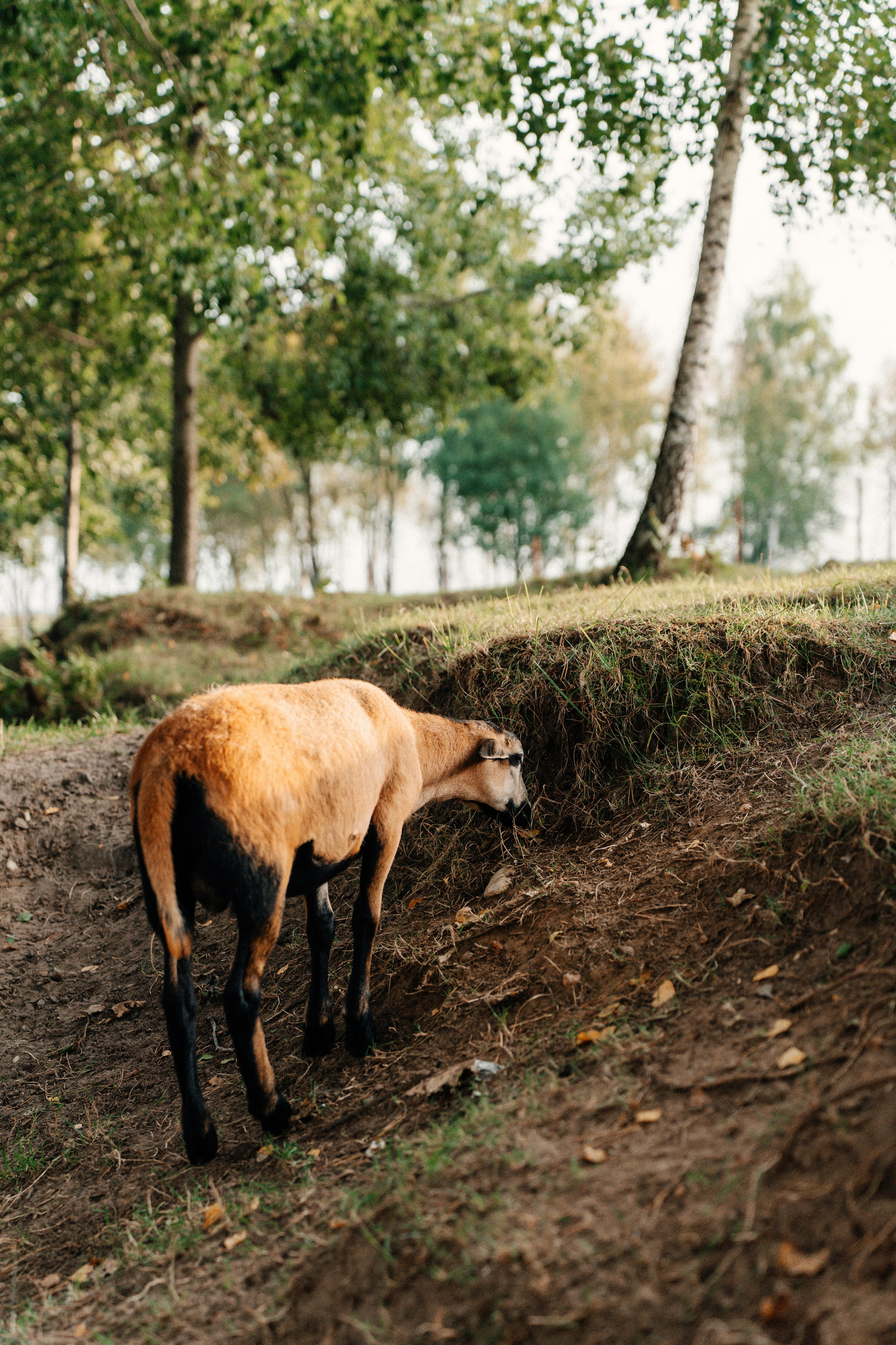 Диприз — в мире диких животных. Ваш семейный фотограф в Минске — Вика Трегубова