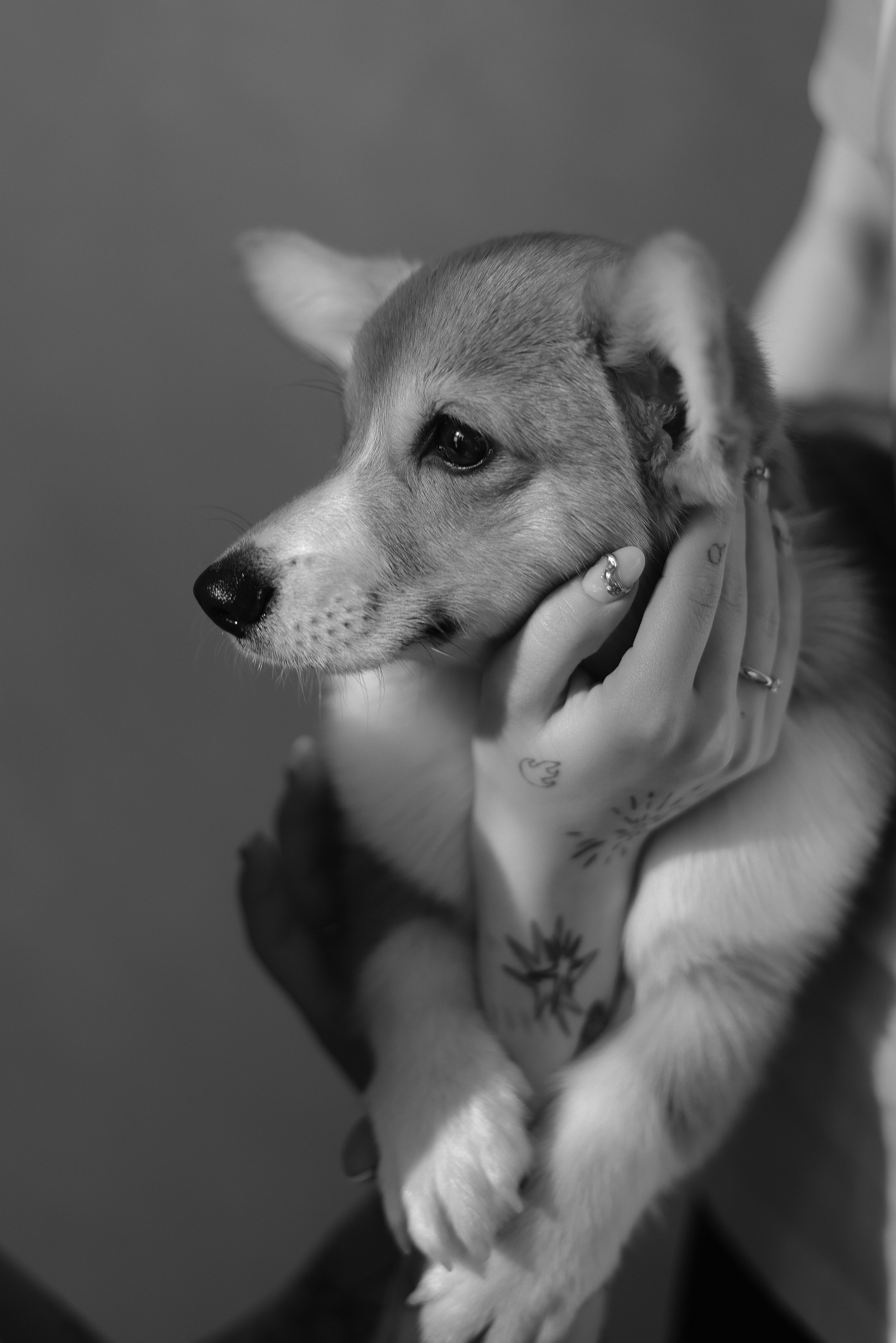 Corgi family. Свадебный фотограф Светлана Кот | Москва