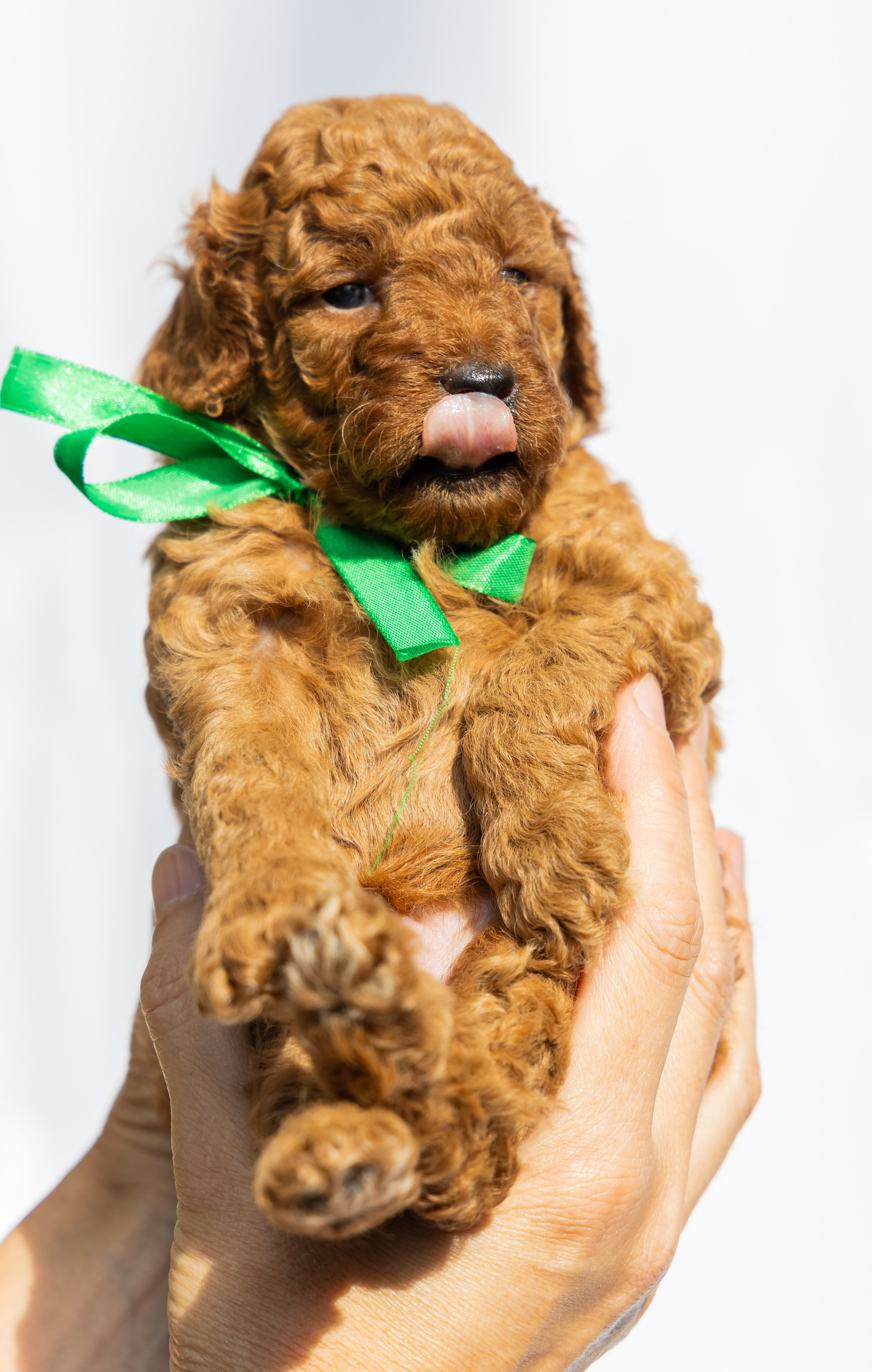 С животными. Фотограф-ретушёр